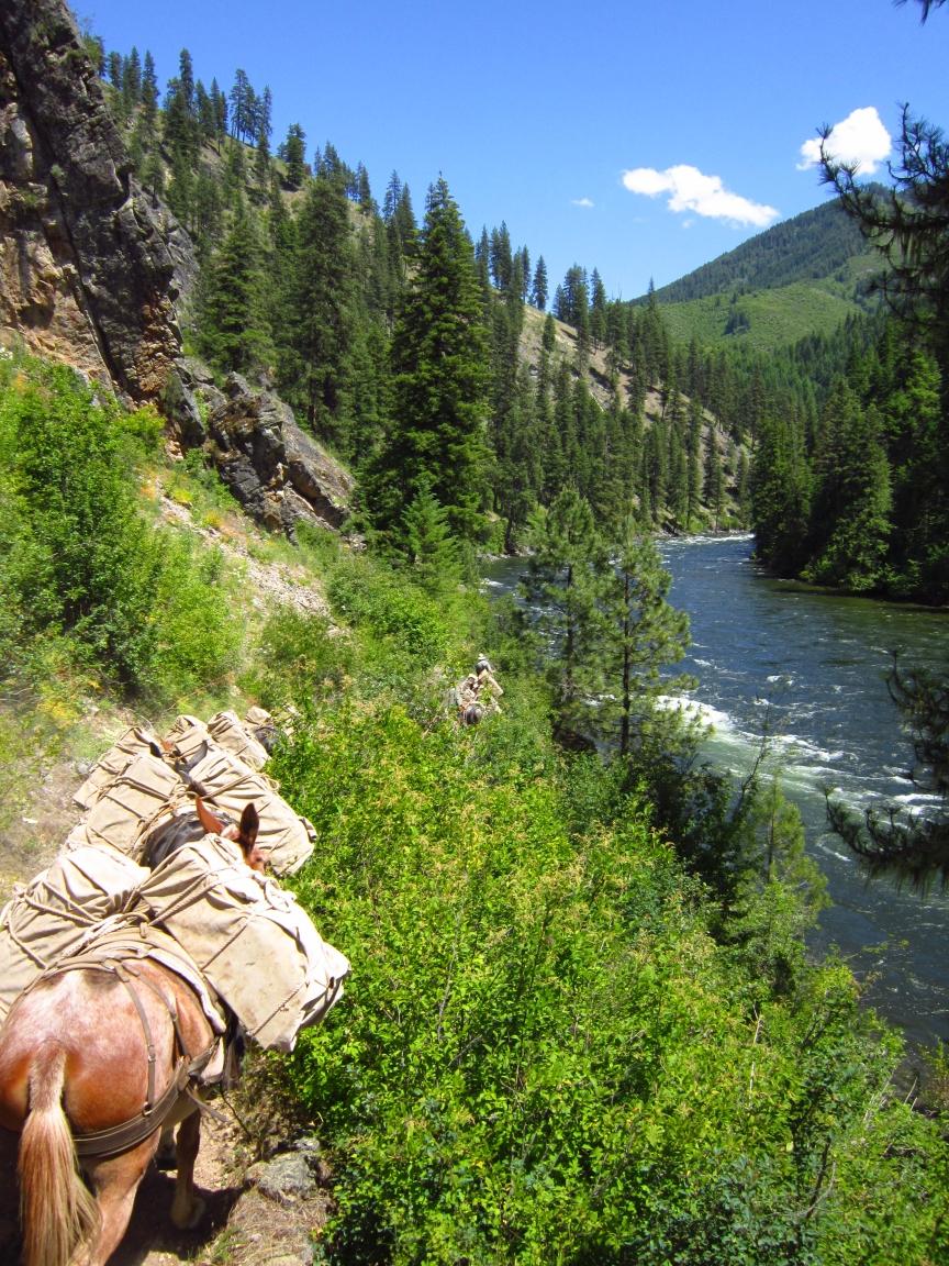 Pack horse on a sunny, forested mountain trail beside a flowing river.