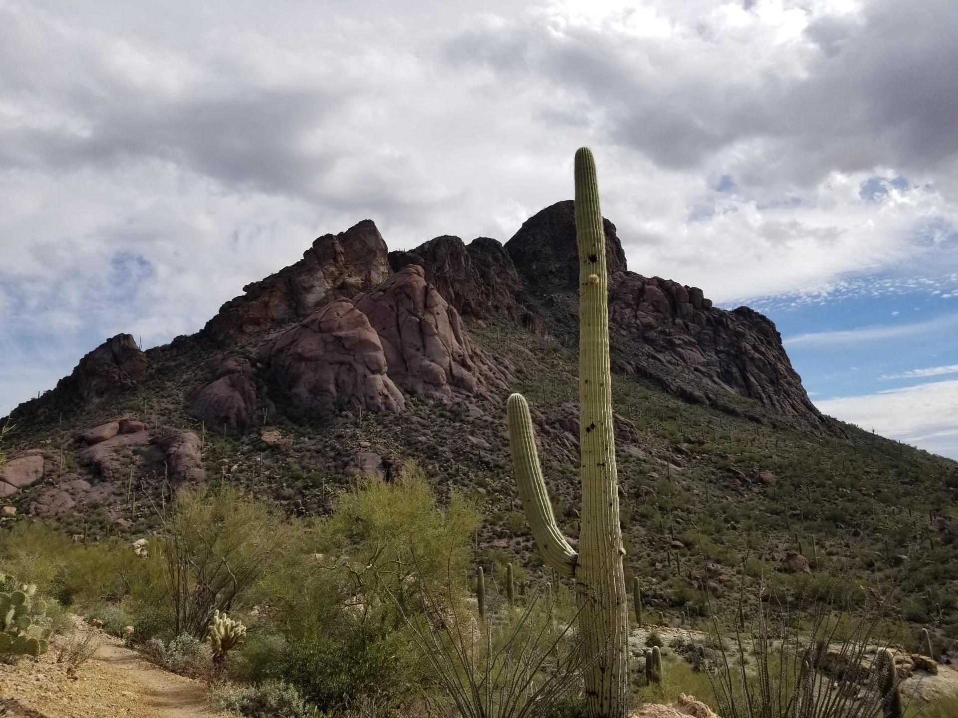 Tall saguaro cactus in desert foreground with rocky mountains under cloudy sky.