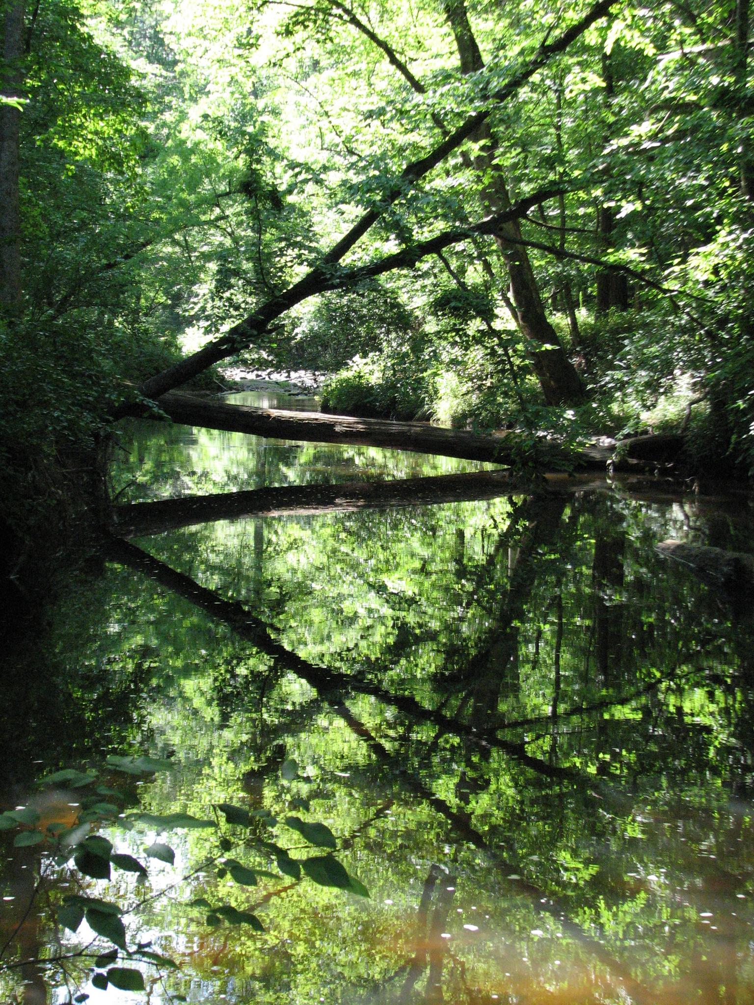 A fallen log spans a calm stream, reflecting green trees and sky.