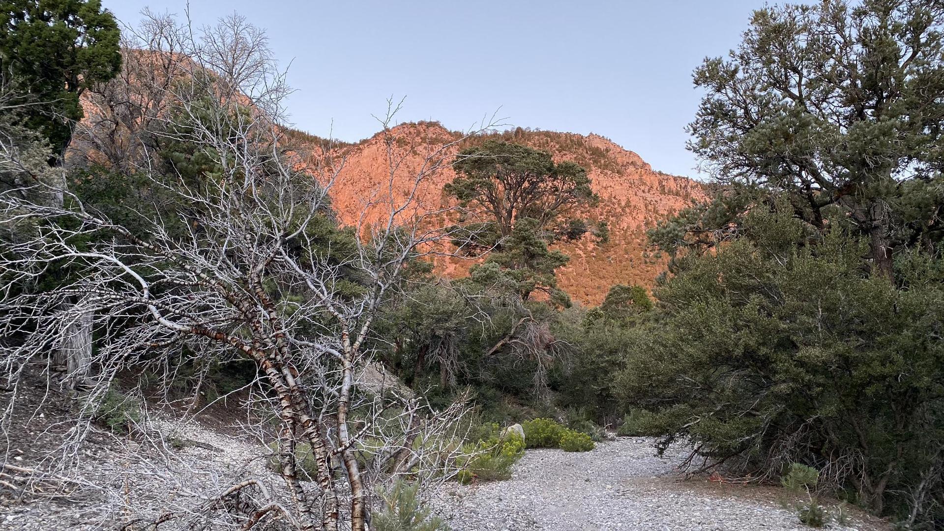 Golden light illuminates a mountain behind a dry creek bed and diverse trees.