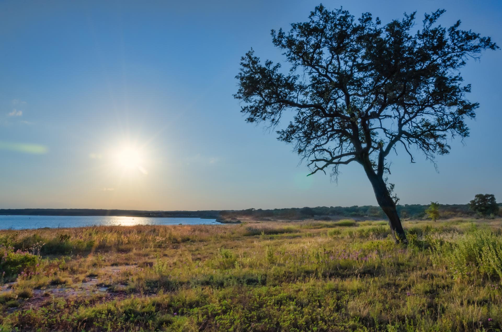 Silhouetted tree in a grassy field with sun reflecting on water at sunset.