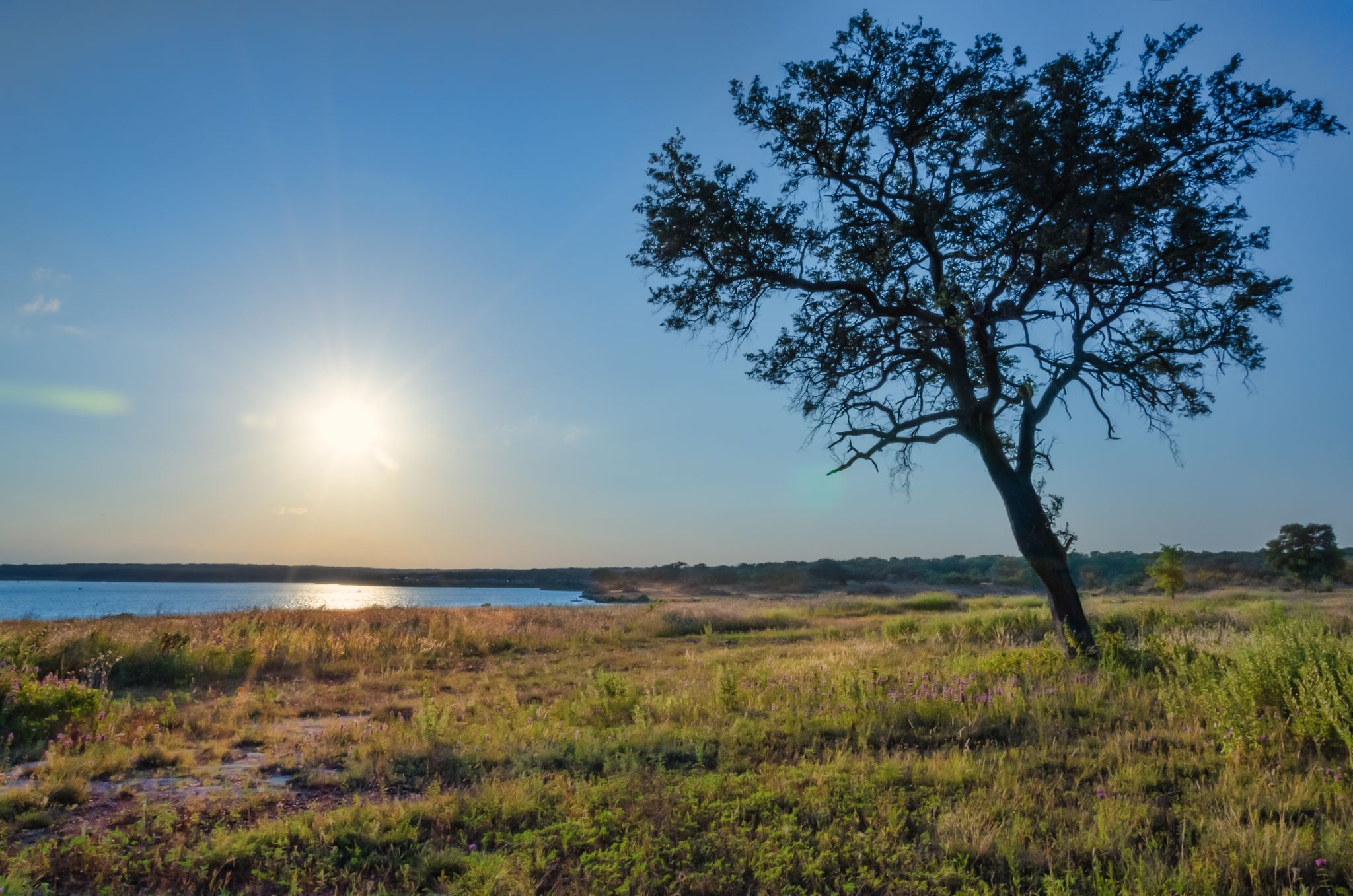 Silhouetted tree in a grassy field with sun reflecting on water at sunset. - San Gabriel River Trail