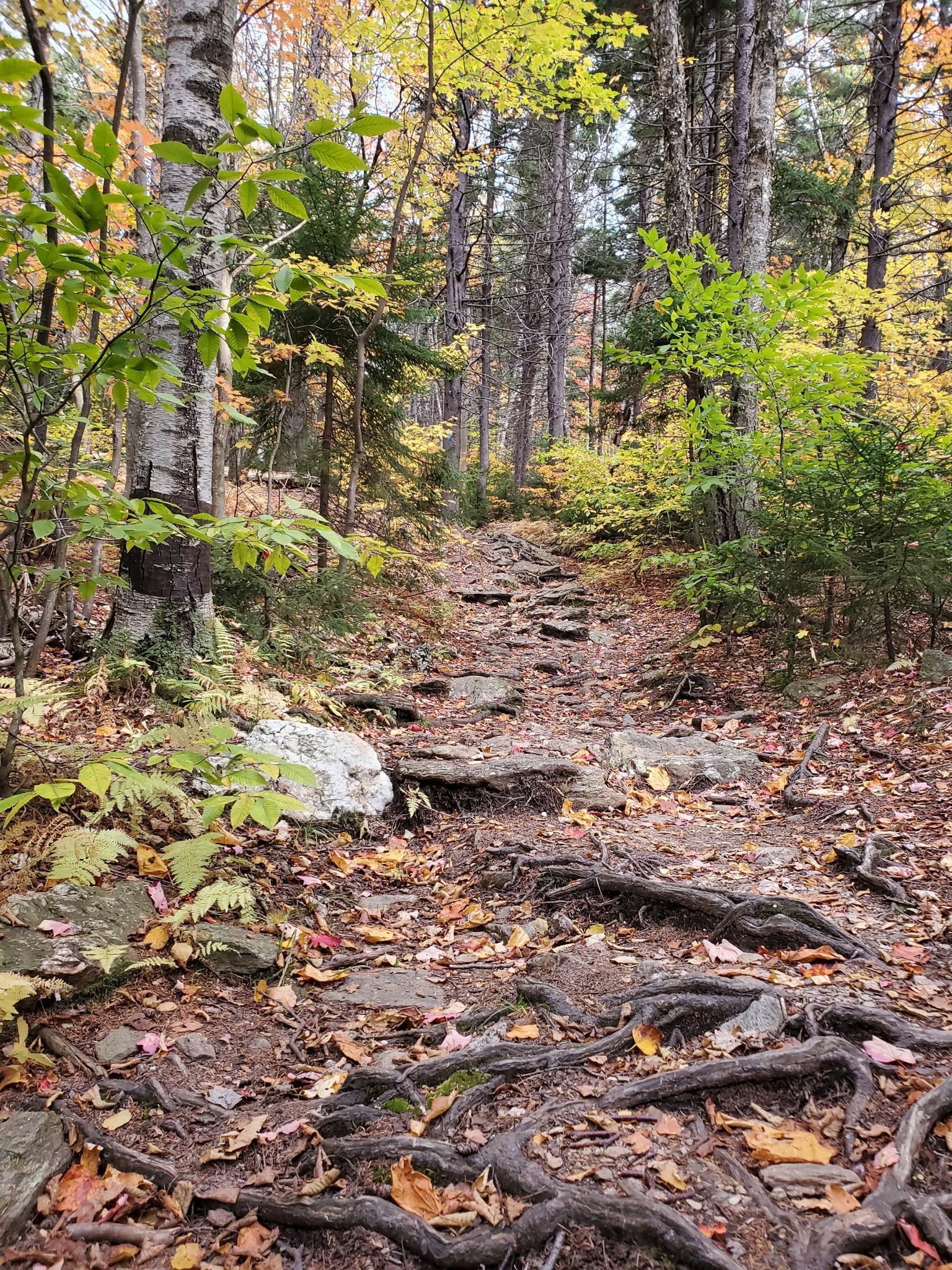 Rocky forest path with exposed roots and vibrant autumn leaves.