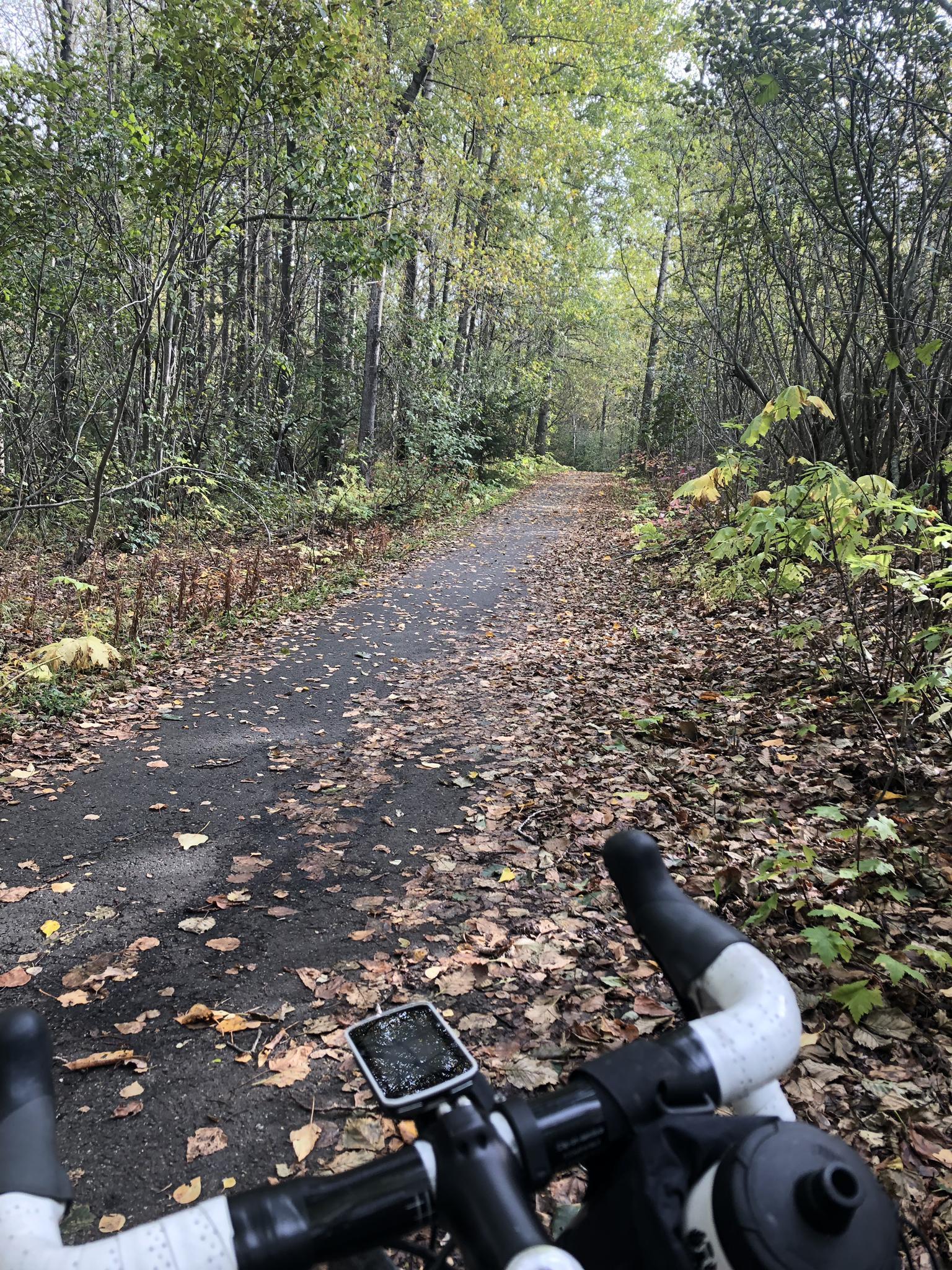Bicycle handlebars on a leaf-strewn paved path through a dense forest.
