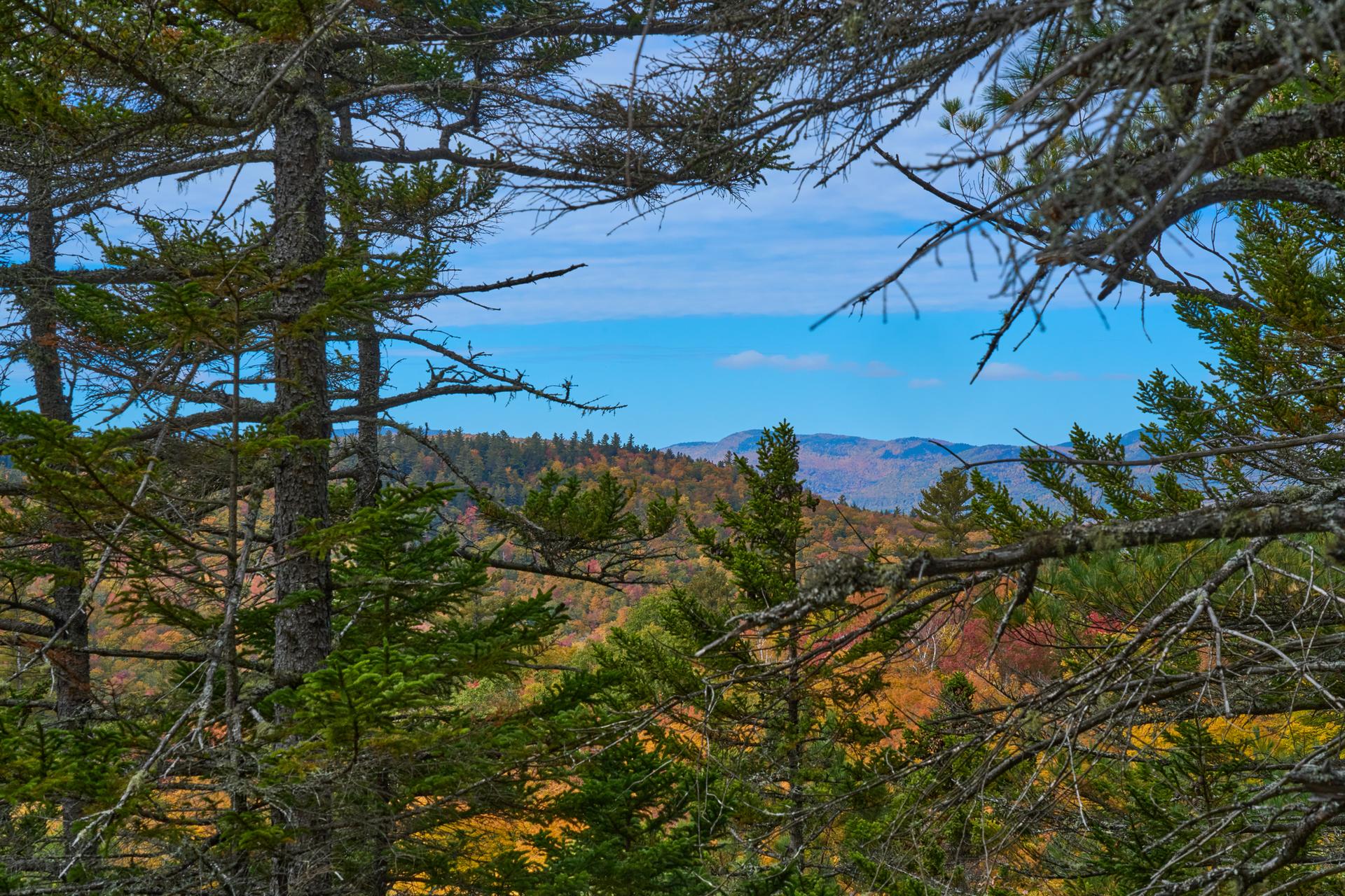 Pine trees frame a vibrant autumn forest and distant mountains on a clear day.