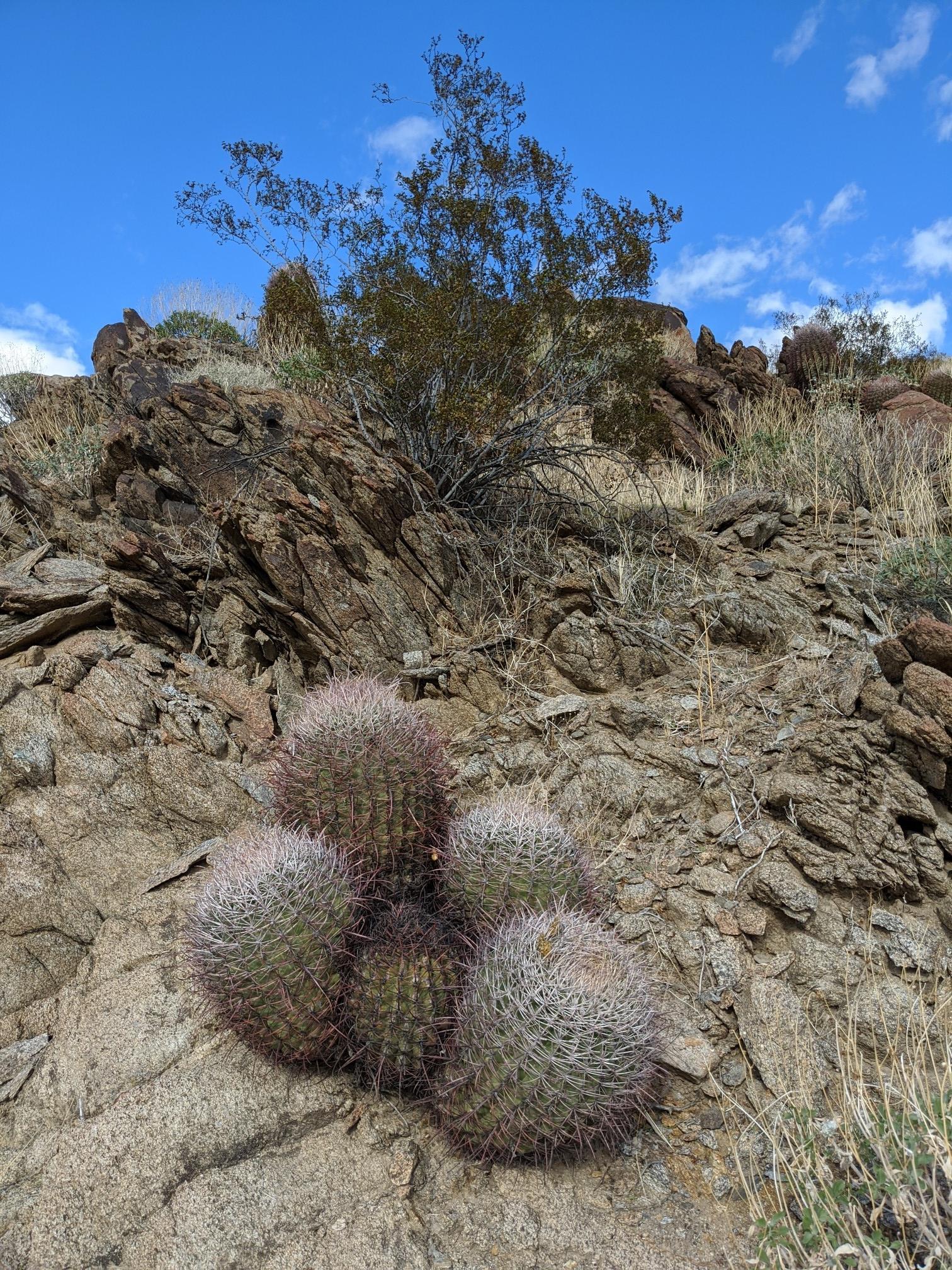 A cluster of barrel cacti on a rocky desert hillside under a blue sky.