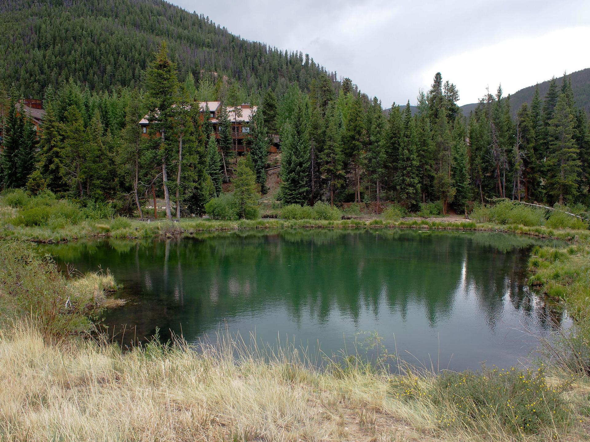 A small, green pond surrounded by a dense pine forest under an overcast sky.