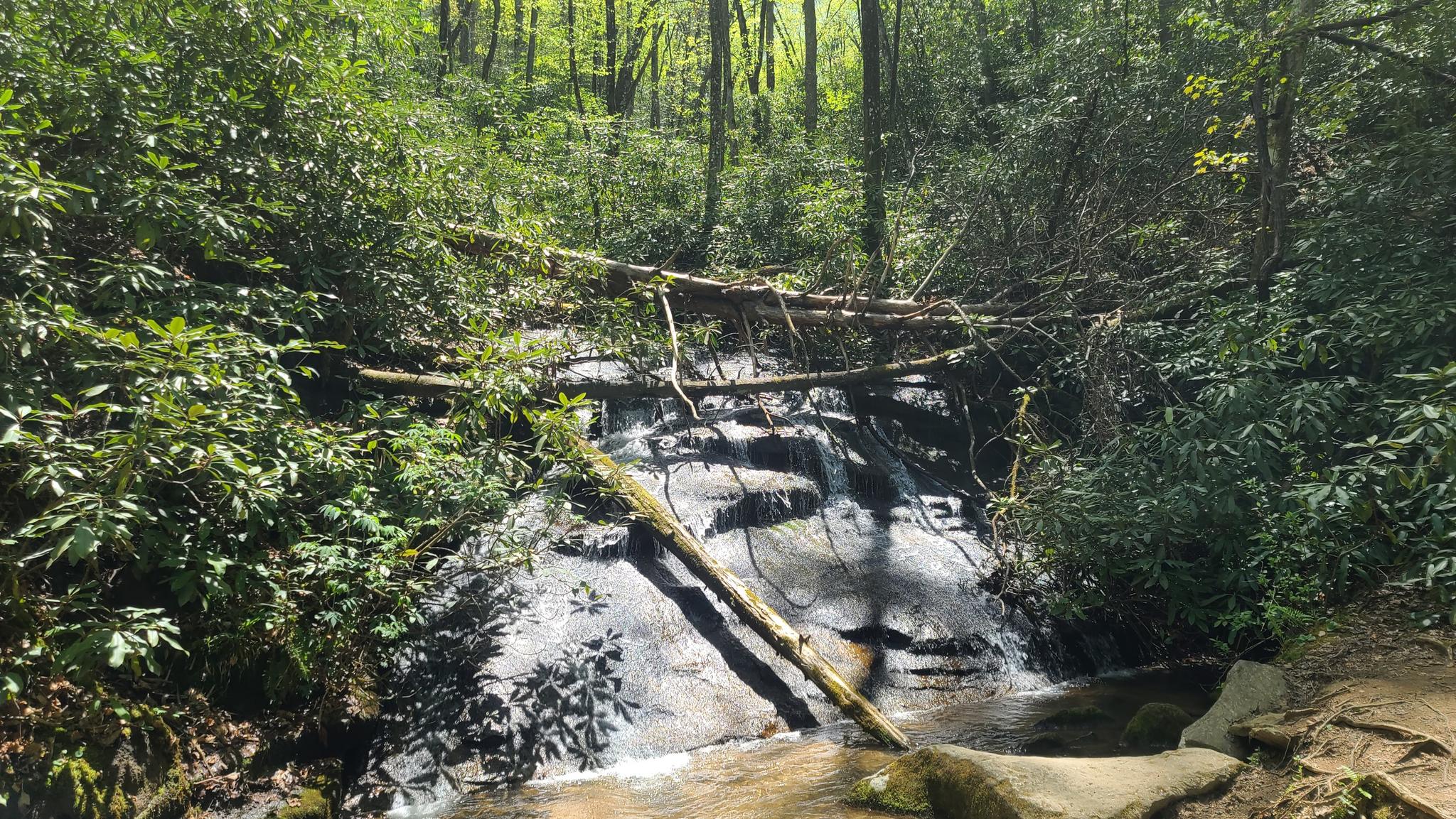 Small waterfall cascading over rocks, with fallen logs in a dense green forest.