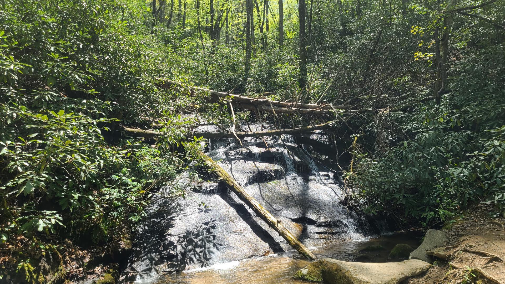 Small waterfall cascading over rocks, with fallen logs in a dense green forest.