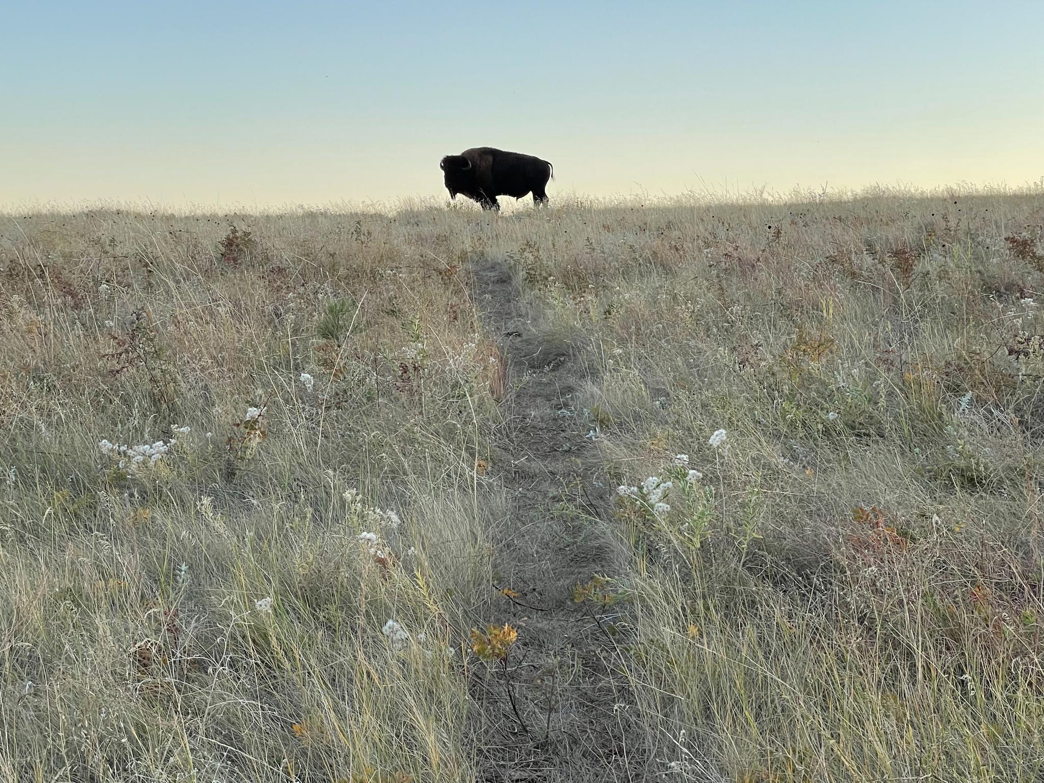 A lone bison stands atop a grassy hill with a faint path leading up.