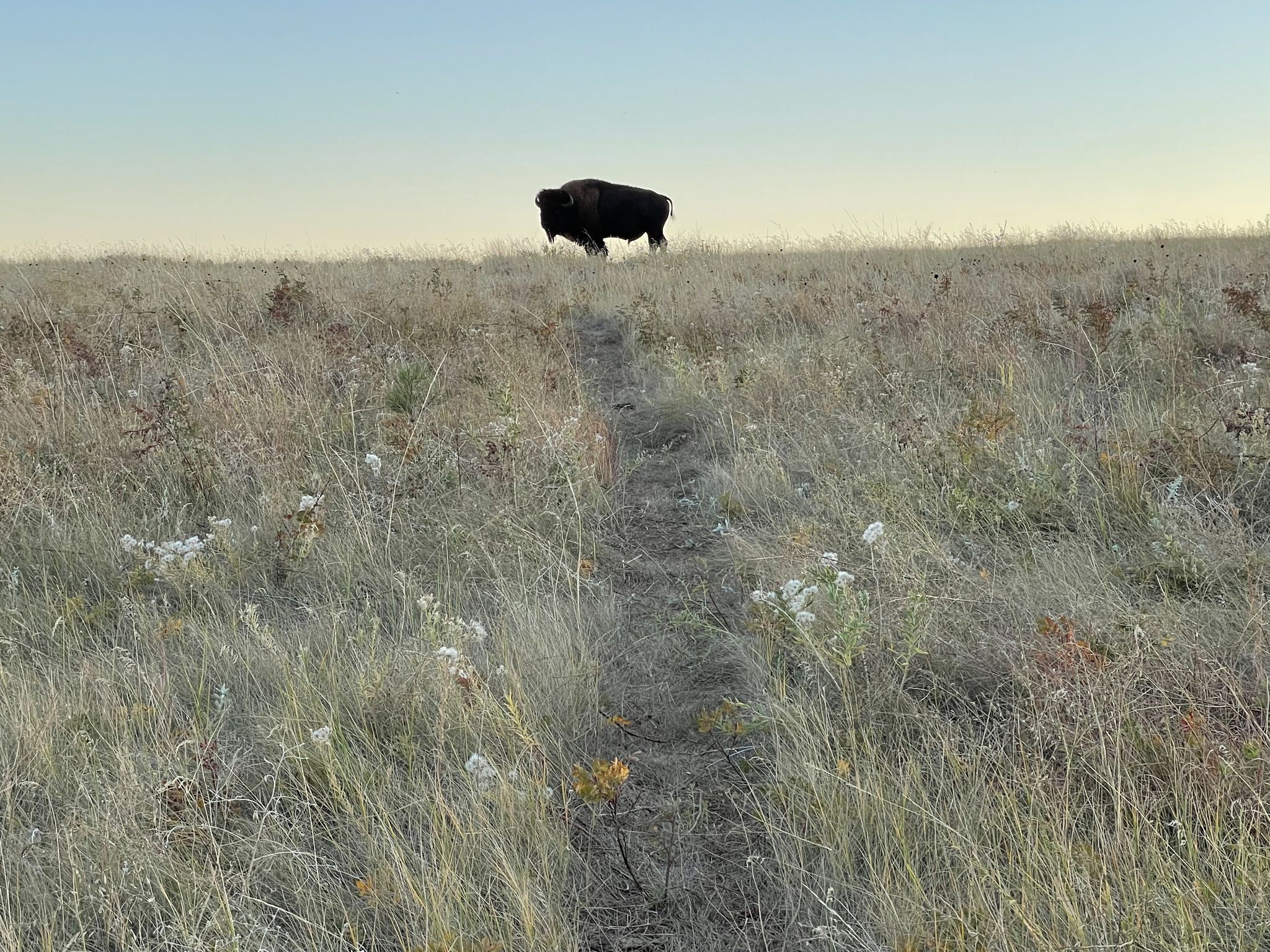 A lone bison stands atop a grassy hill with a faint path leading up. - Lookout Point and Centennial Trail Loop