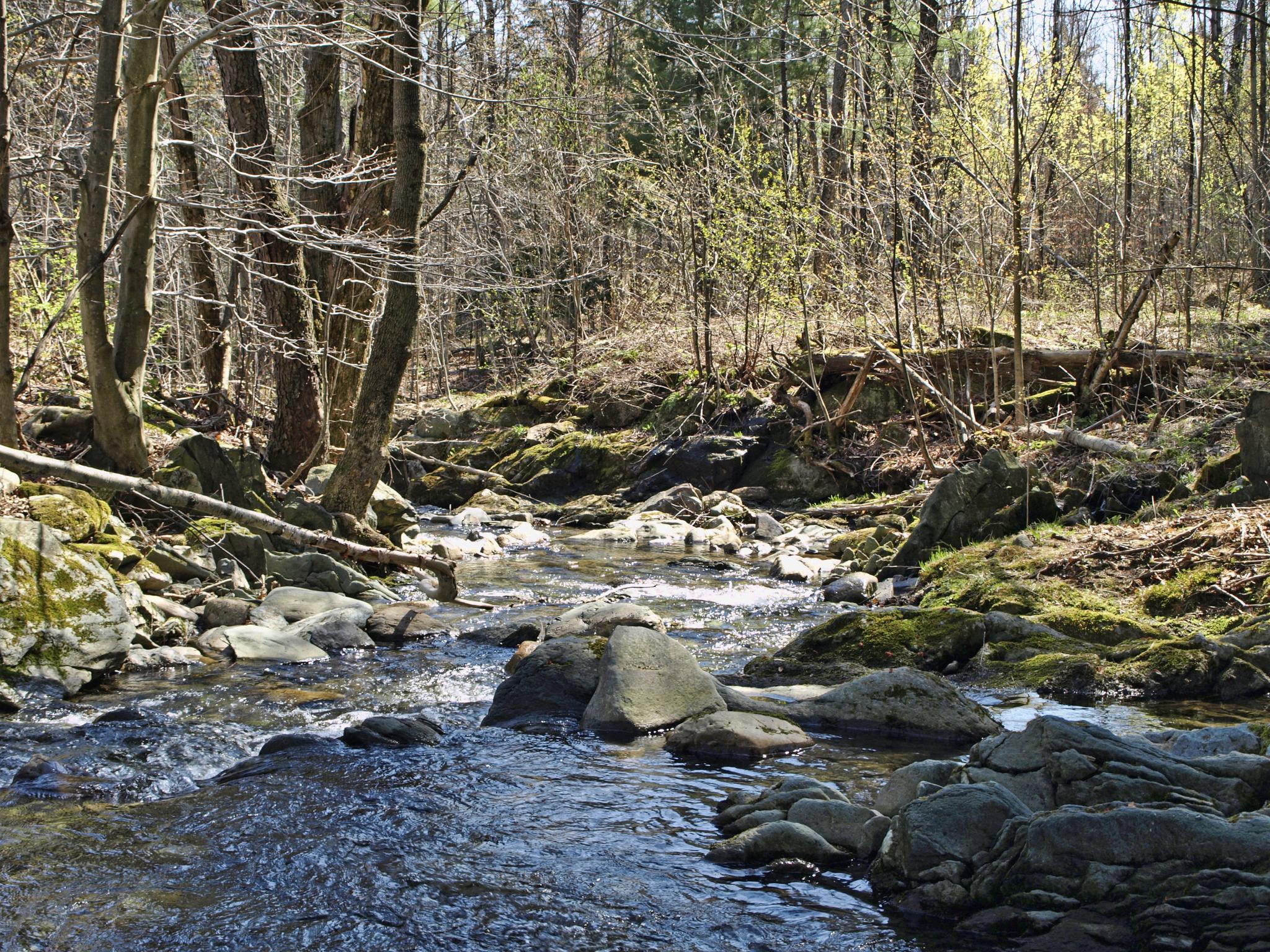 A rocky stream flows through a sunlit forest with bare trees and new growth.