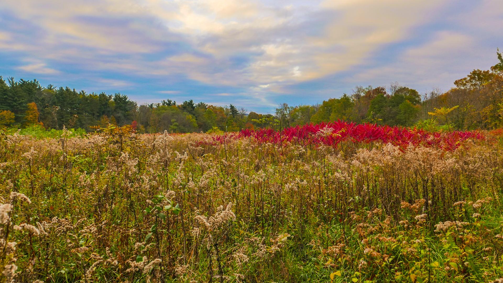 Vibrant meadow with red and green plants under a partly cloudy sky.