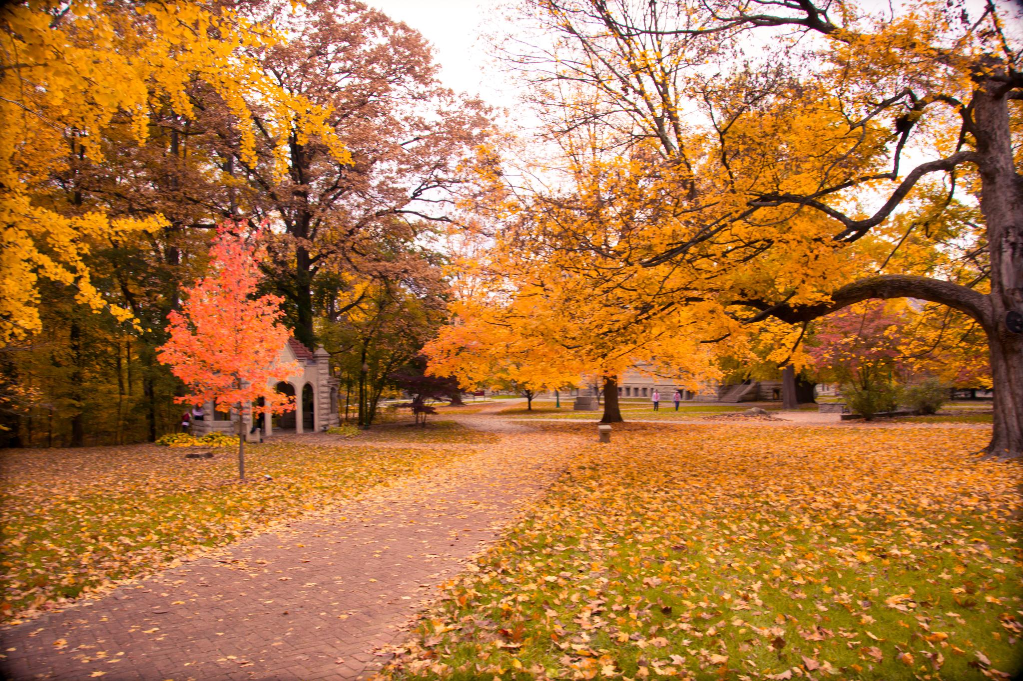 Winding path through a park with vibrant orange and yellow autumn trees.
