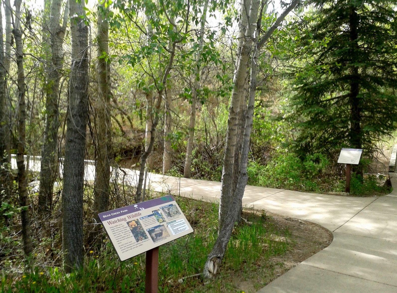 Paved path winds through a bright, green forest with an interpretive sign. - Coyote Gulch Loop