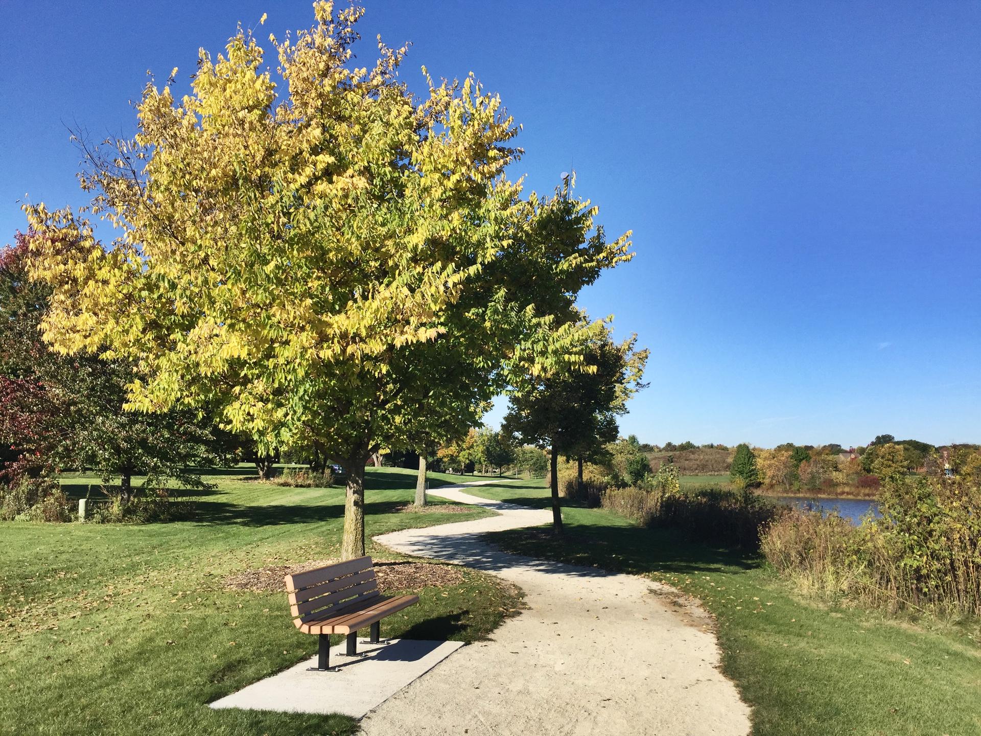 Park bench beside a winding path, large tree, and lake on a sunny day.