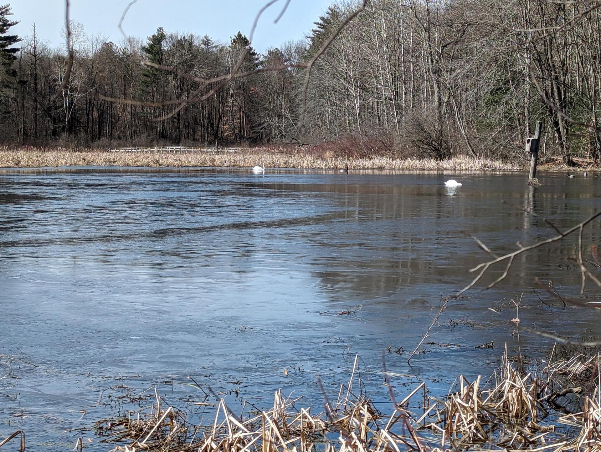 Two white birds on a partially frozen pond, surrounded by bare trees.