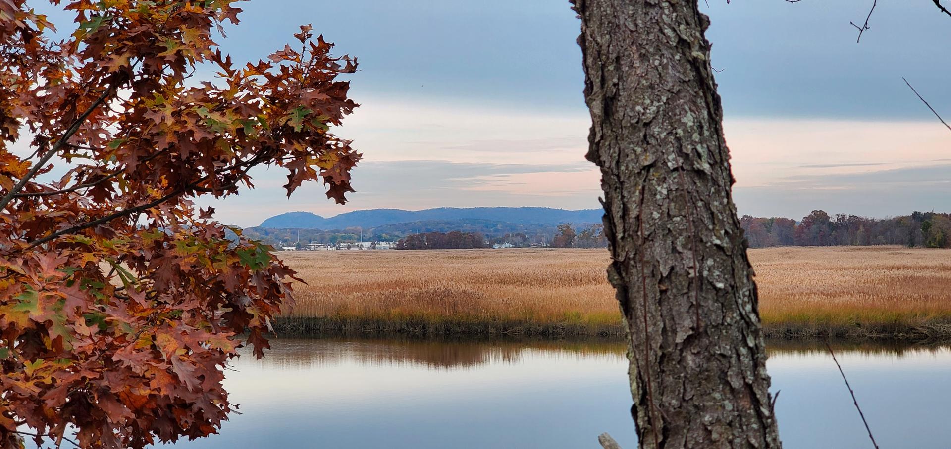 Autumn leaves and tree trunk frame a calm river and golden marsh.
