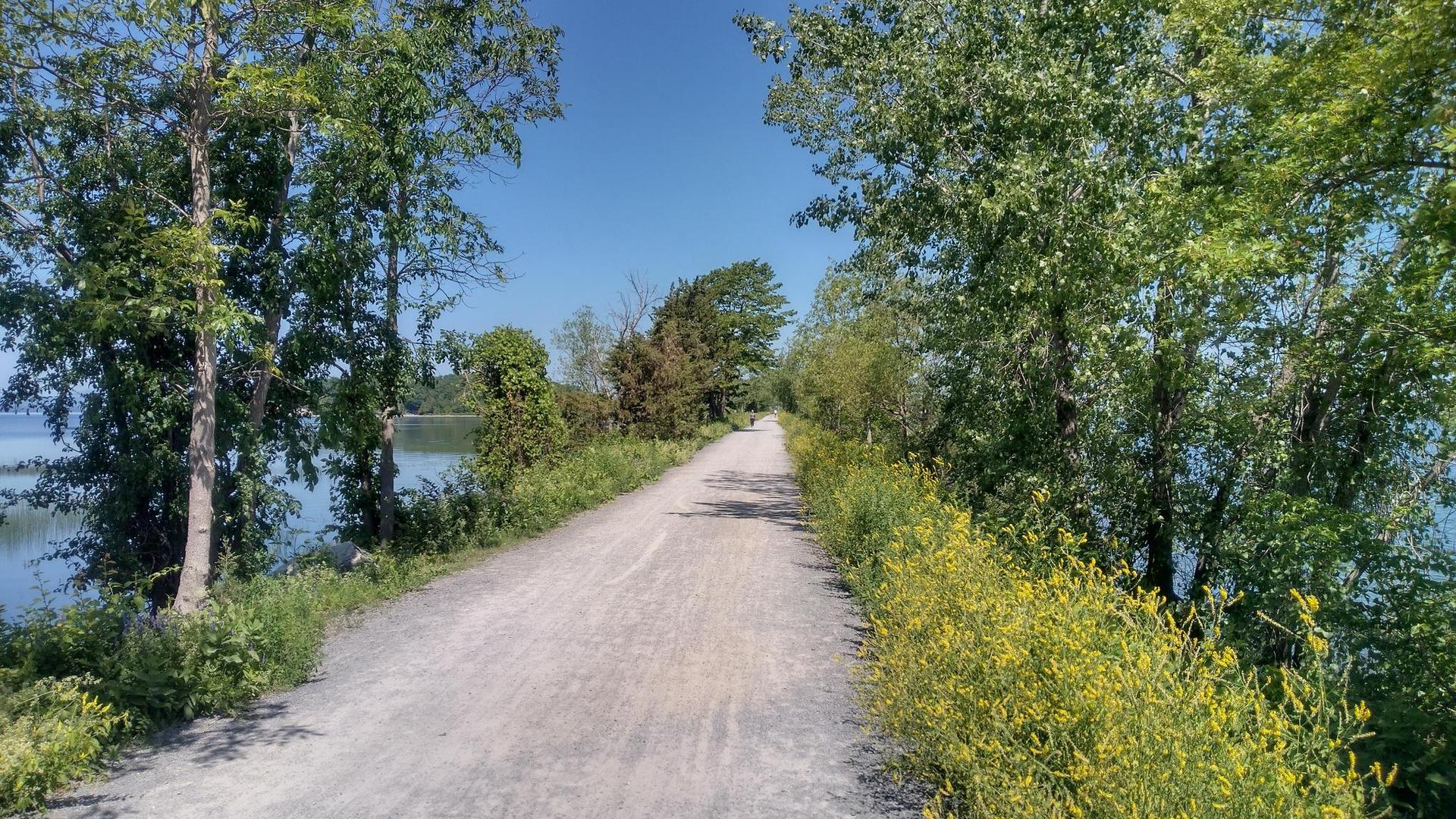 A gravel path lined with green trees and yellow flowers beside a lake.