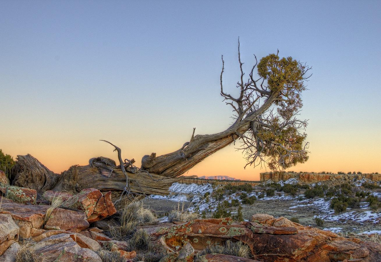 Gnarled tree leaning over rocky, snowy terrain at sunset.