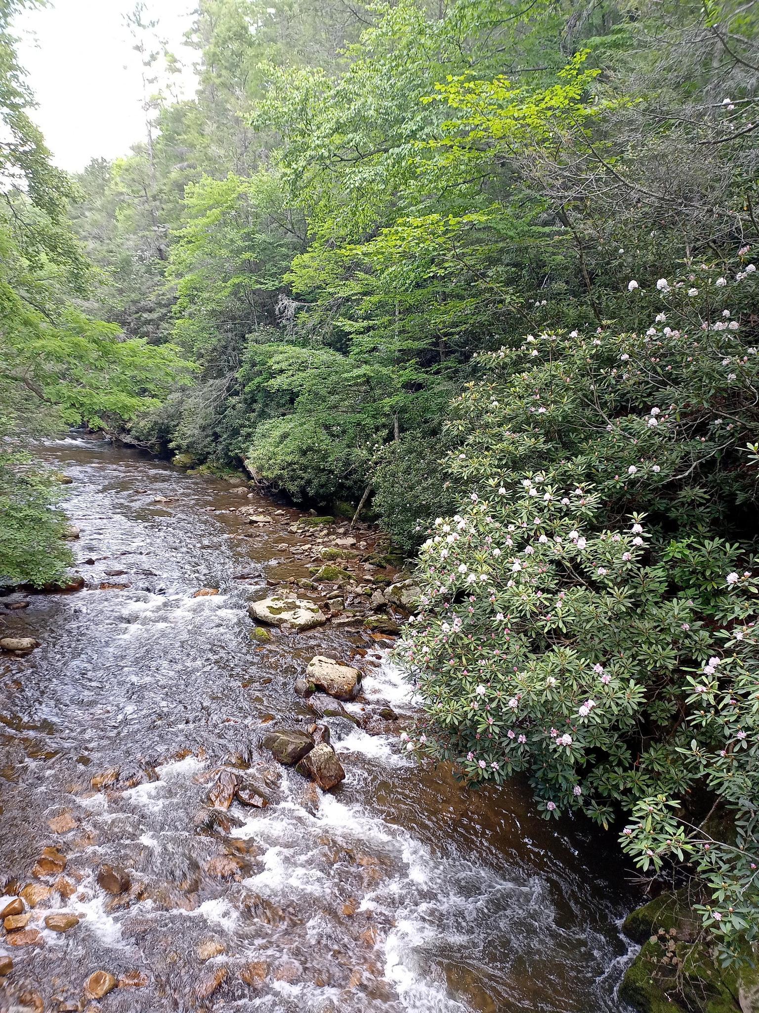 A rocky river flows through a lush forest with white flowering bushes.