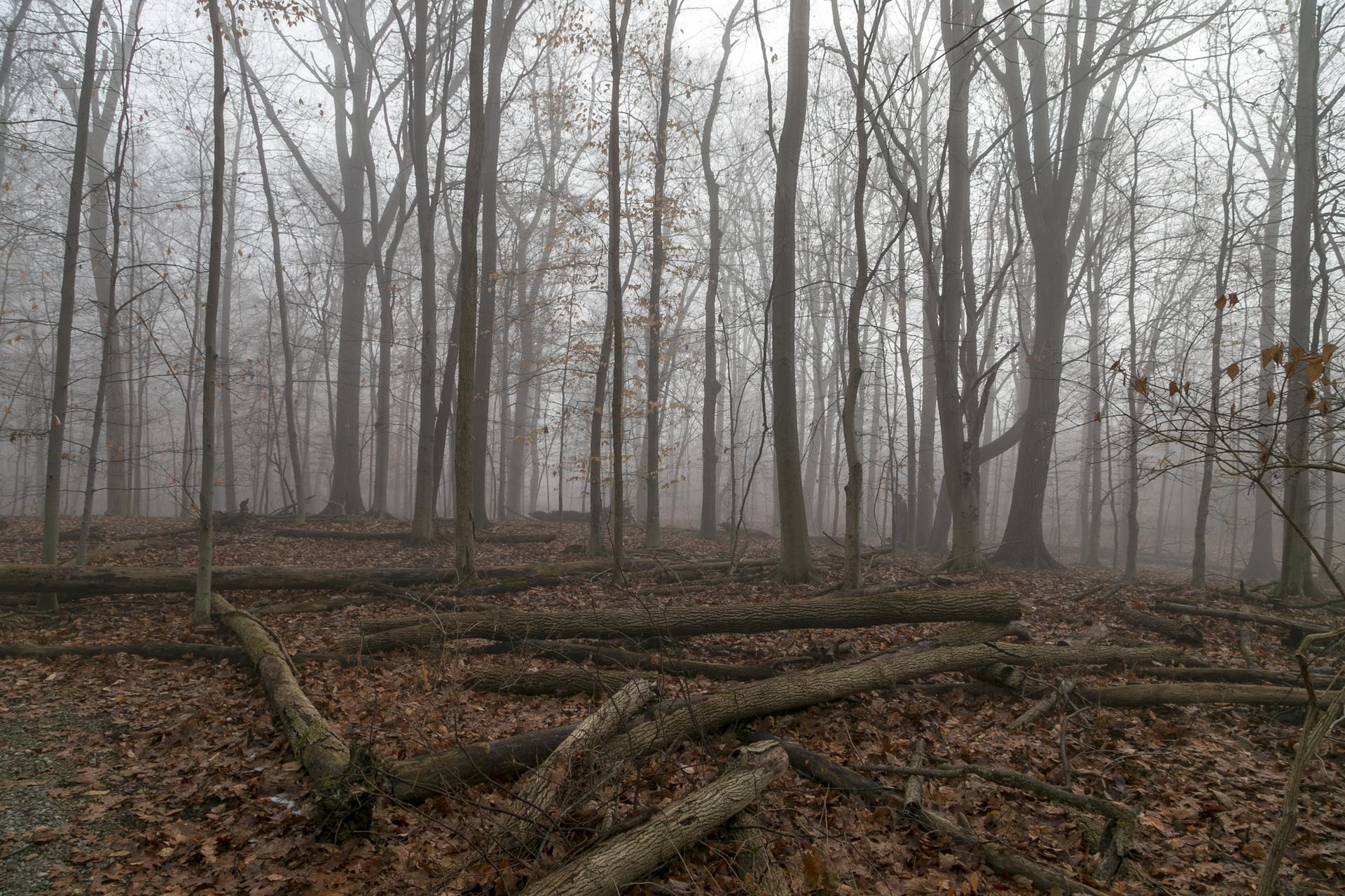 Foggy forest with bare trees, fallen logs, and a leaf-covered ground.
