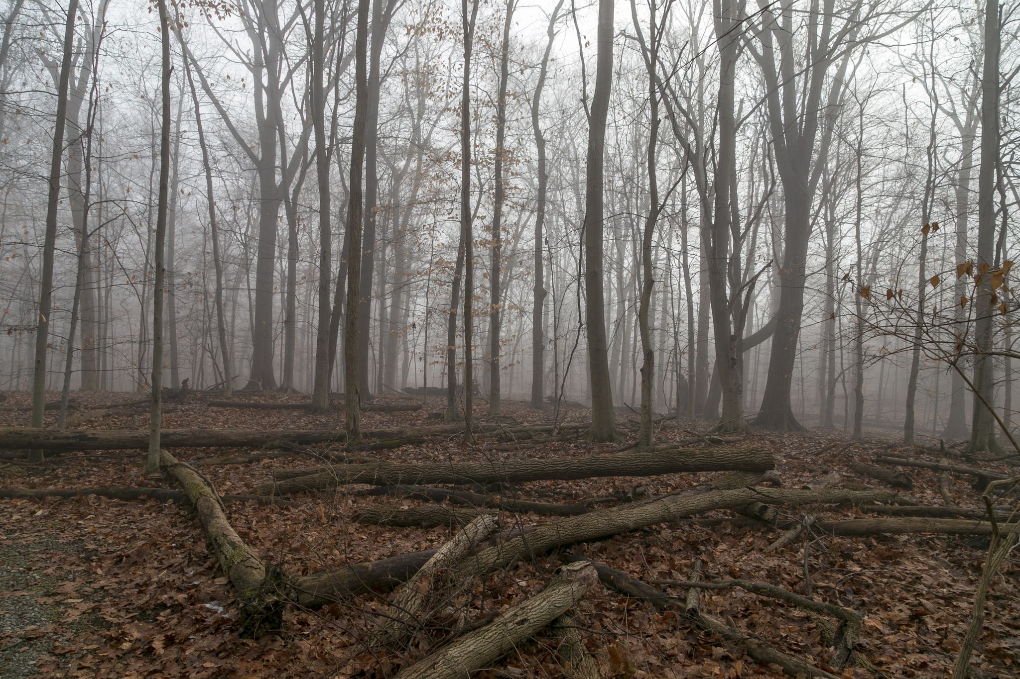 Foggy forest with bare trees, fallen logs, and a leaf-covered ground. - Dublin Parks loop
