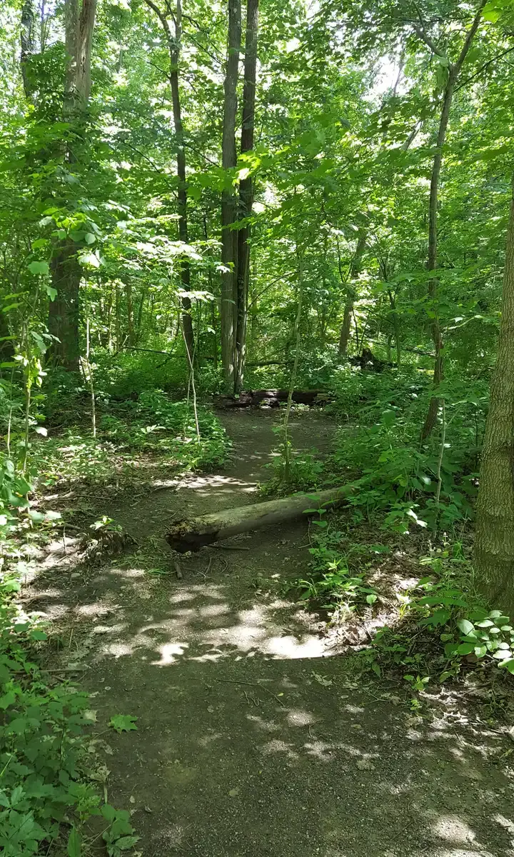 A sun-dappled dirt path winding through a dense green forest.