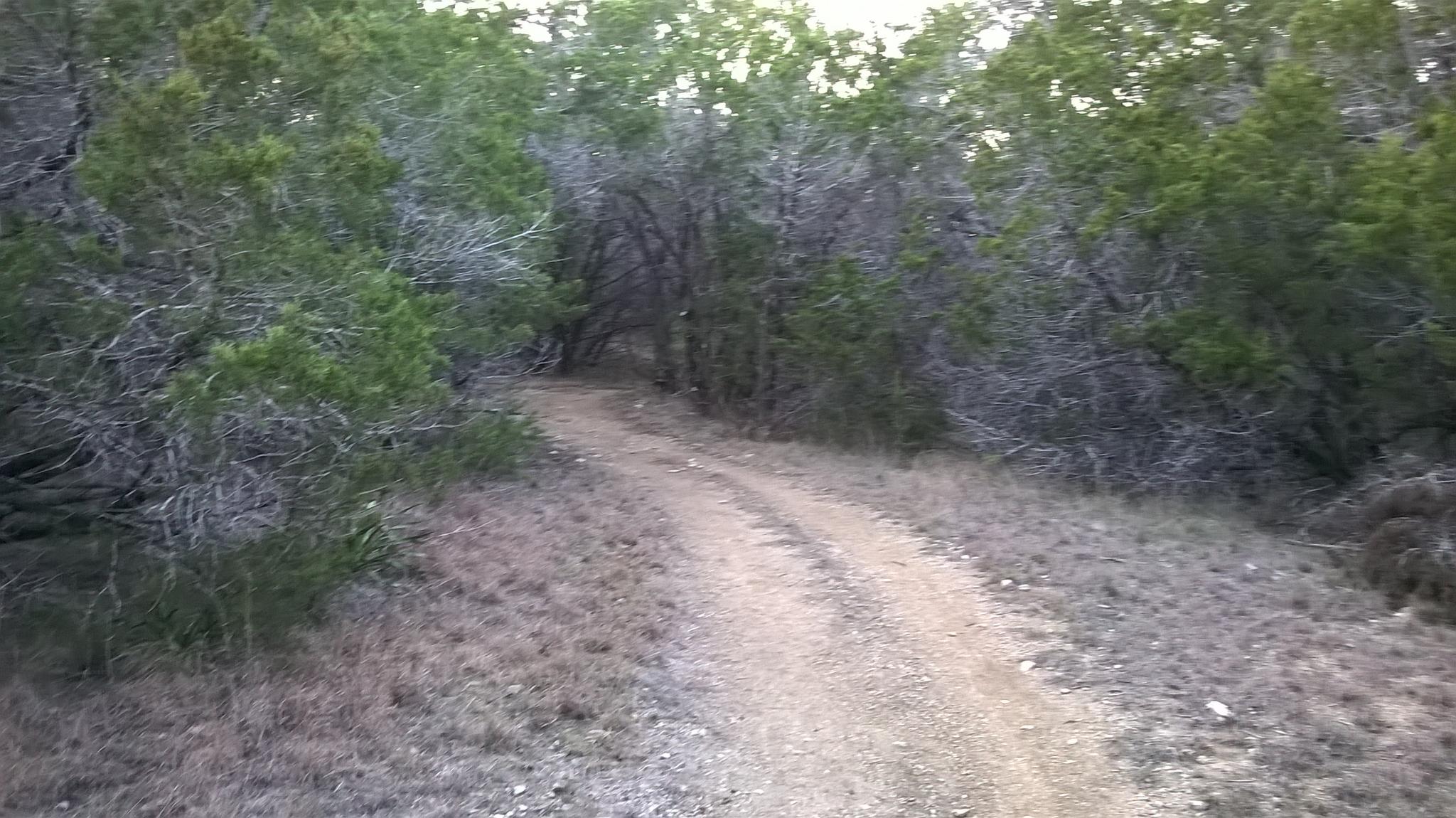 A dirt path winding through dense, dry trees and brush.