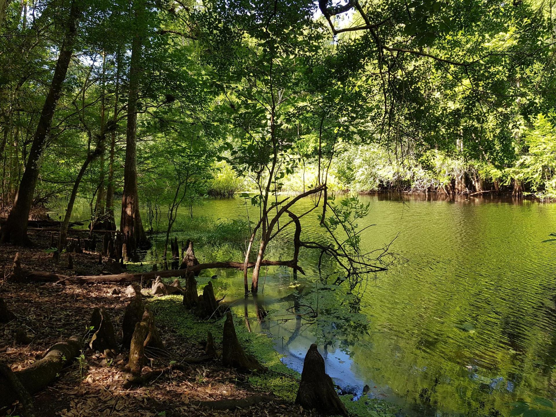 Dappled sunlight on a swampy river with cypress knees and dense trees.