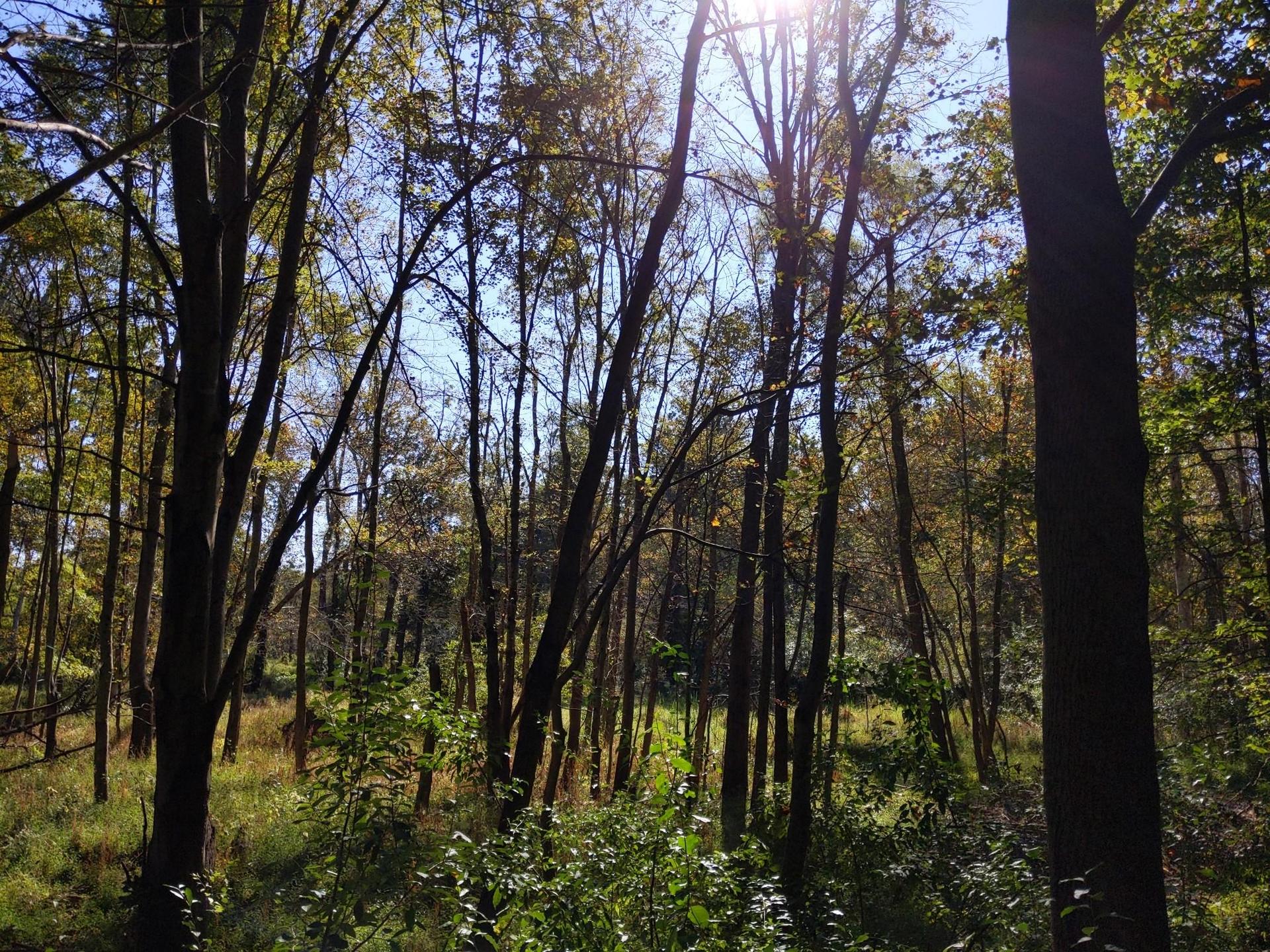 Sunlight filters through tall trees in a dense, green forest.