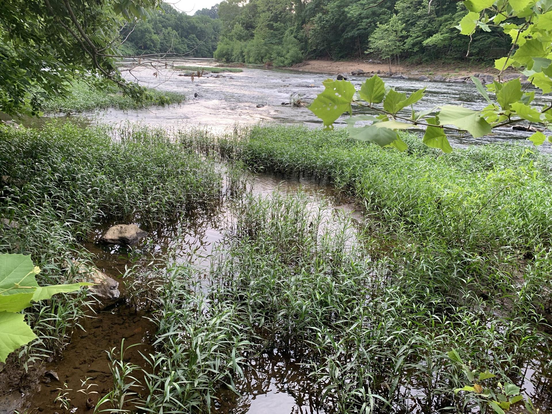 A wide river flows through a lush green forest under soft daylight.