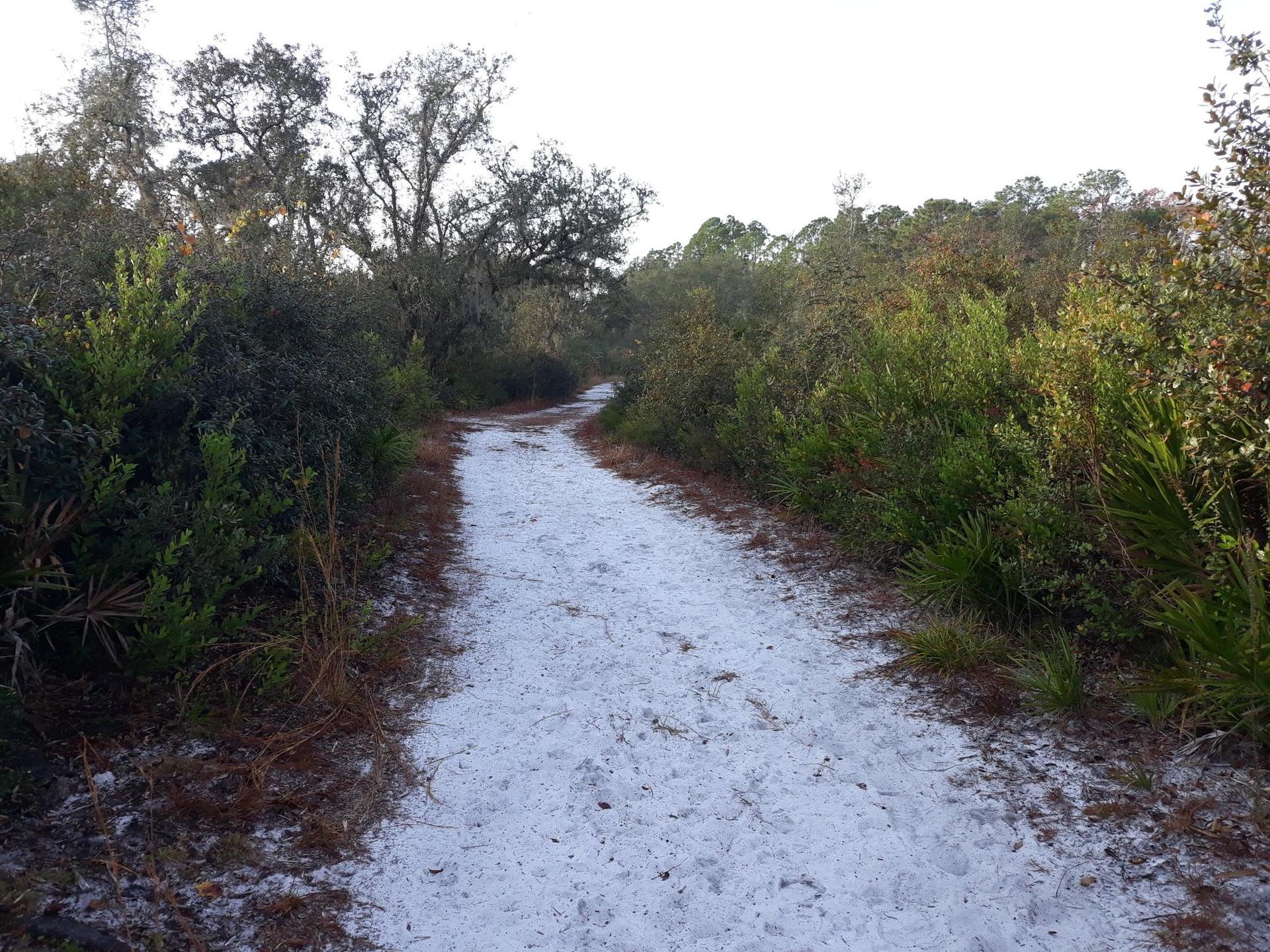 Sandy path winding through dense green and brown bushes under an overcast sky.