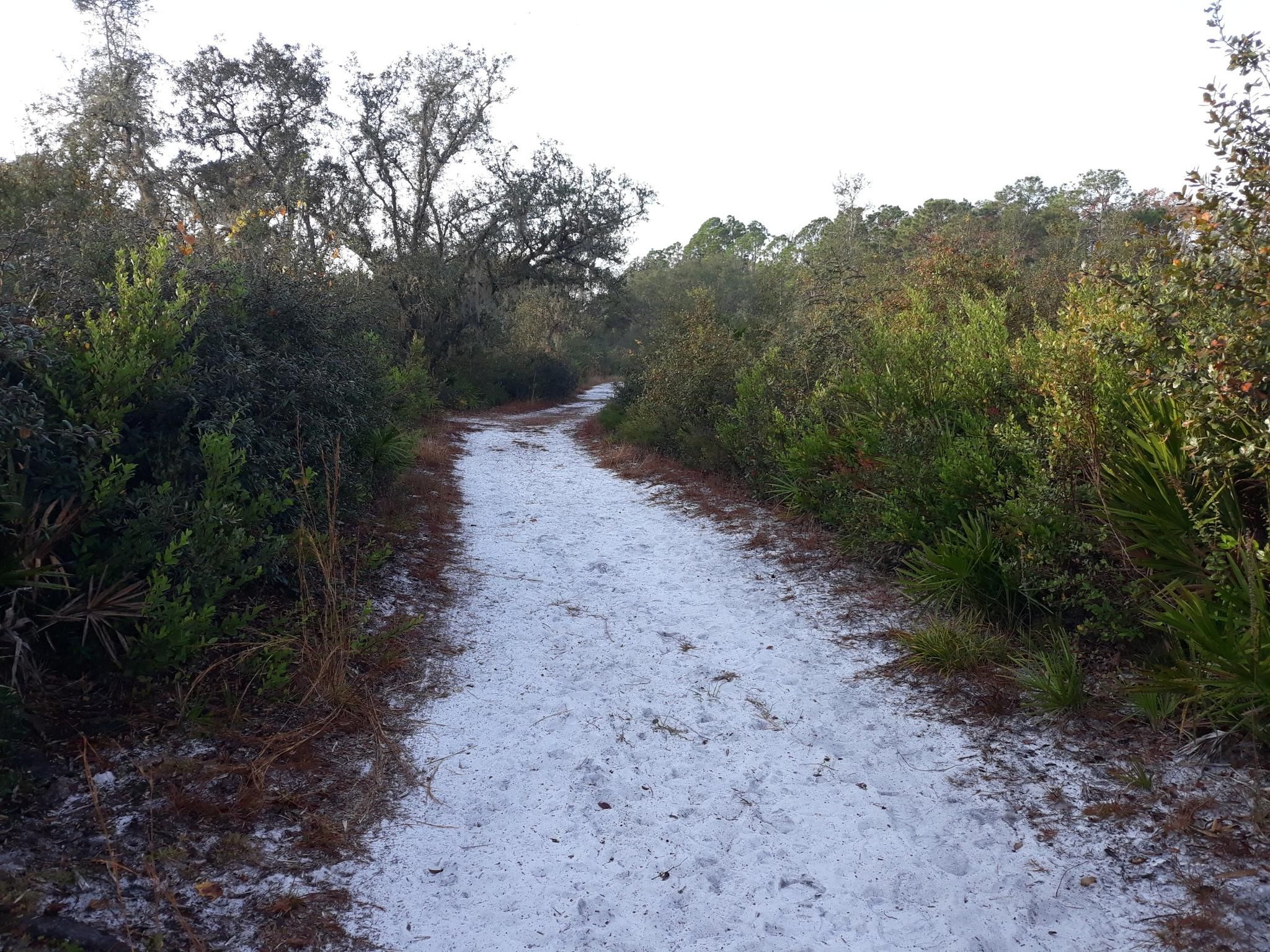 Sandy path winding through dense green and brown bushes under an overcast sky. - Four Corners – Lake Louisa State Park Trails loop from U.S. Highway 27 and Cagan Crossings Boulevard