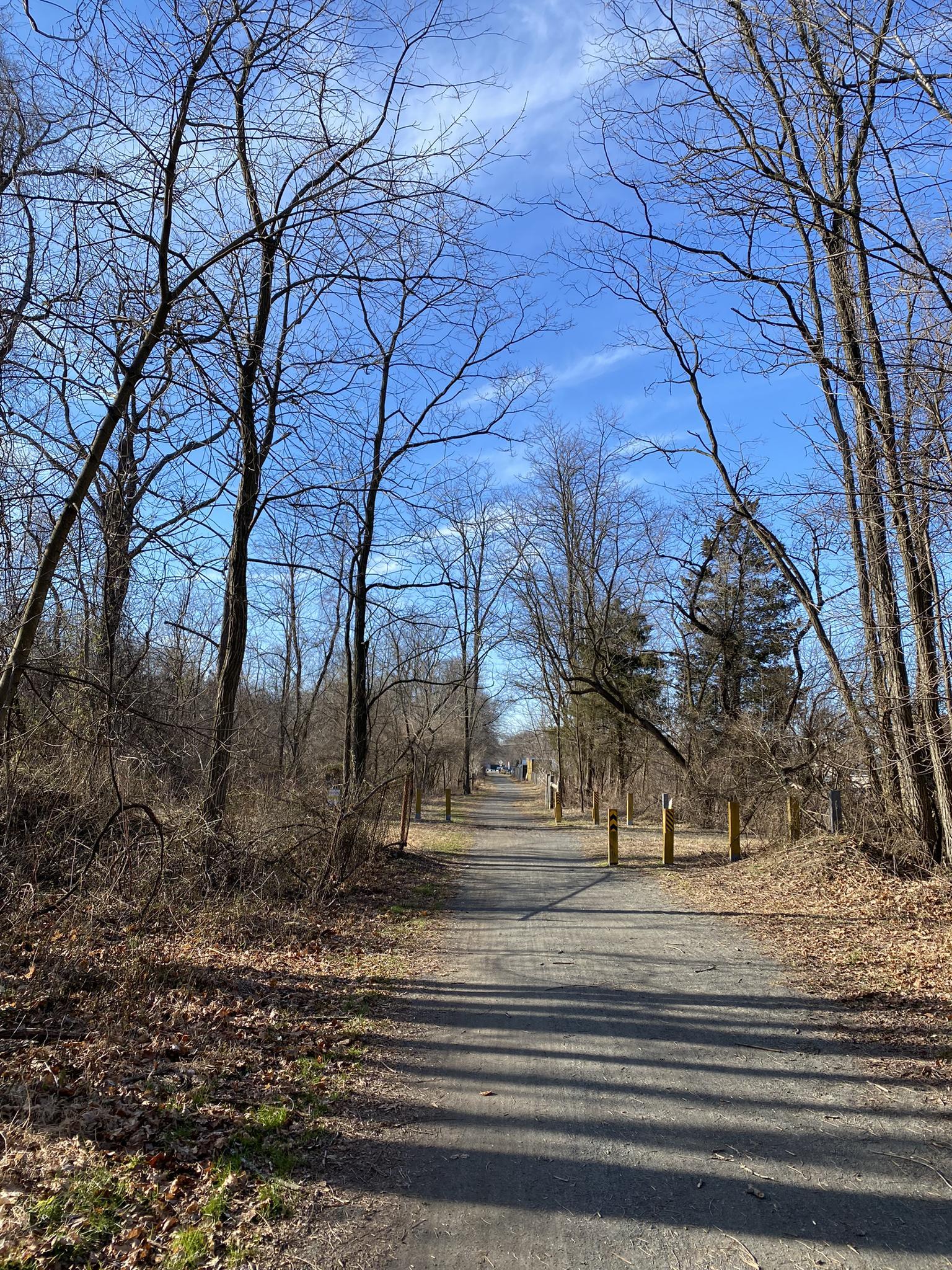 Paved path through bare trees with blue sky and light clouds.