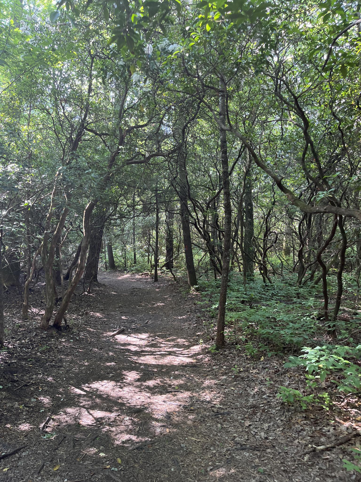 Shaded dirt path winding through a dense, sun-dappled green forest.