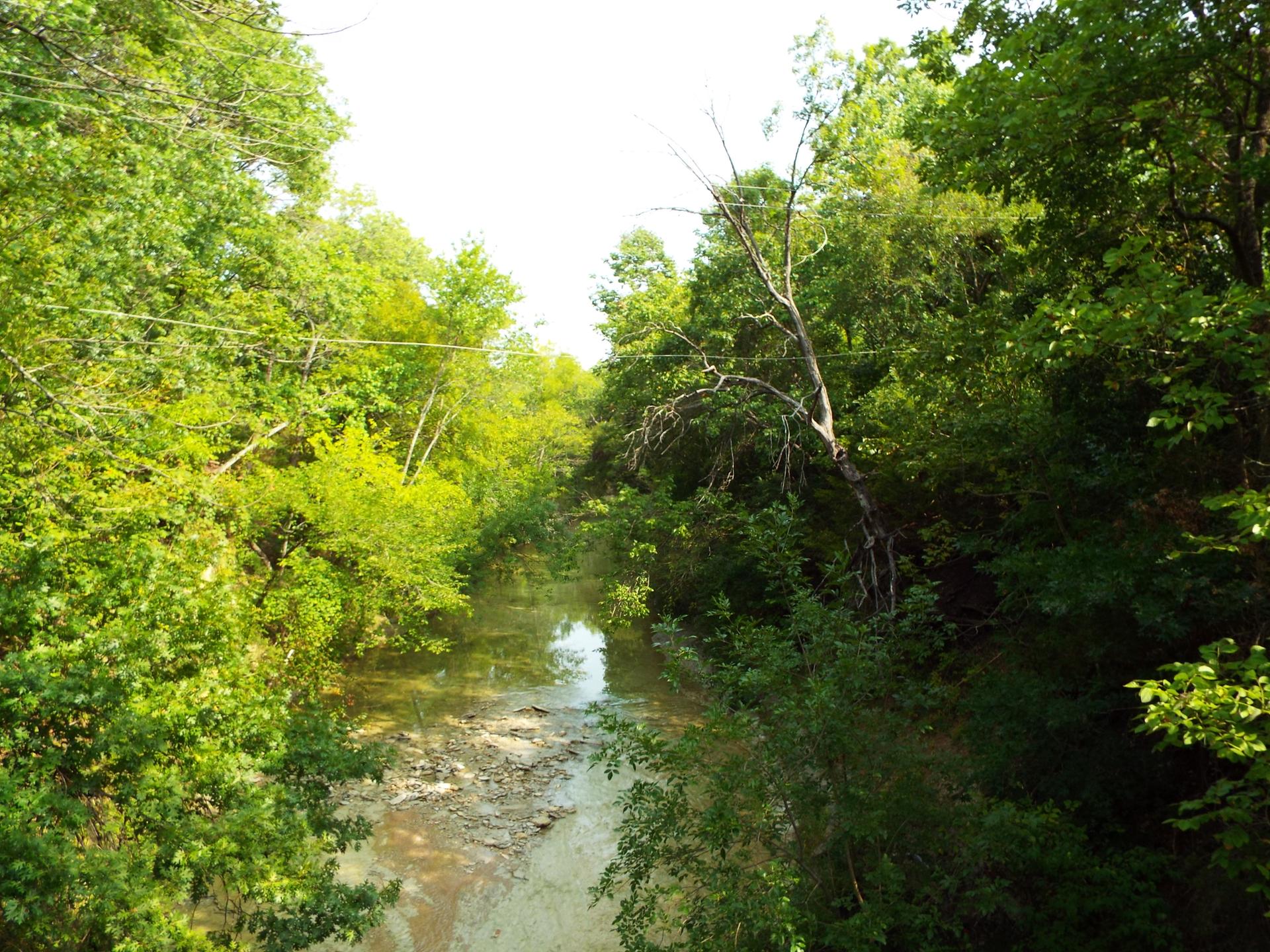 Muddy river flowing through a dense, vibrant green forest.