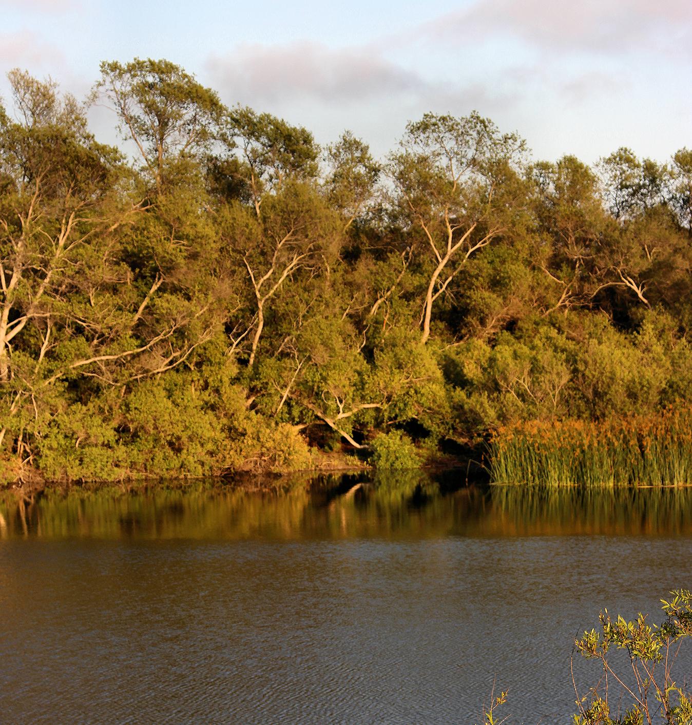 Calm water reflects lush green trees and reeds under soft light.