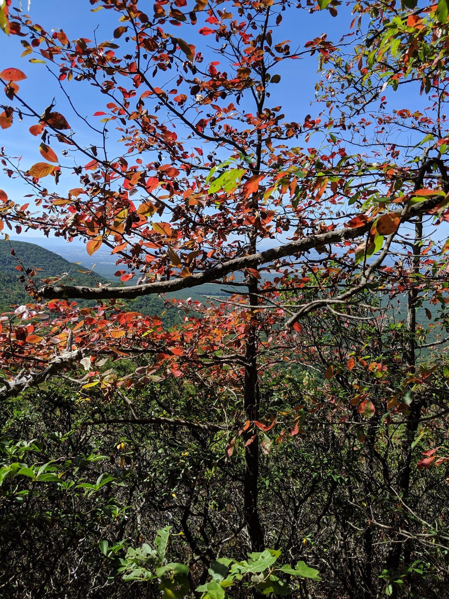 Vibrant red and orange leaves on a tree against a clear blue sky.