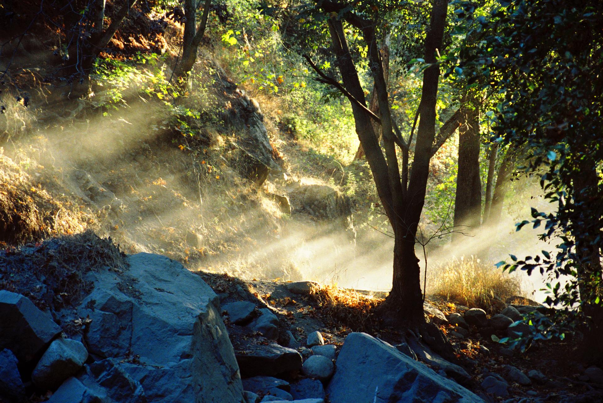Sunbeams pierce through a misty forest, illuminating rocks and trees.