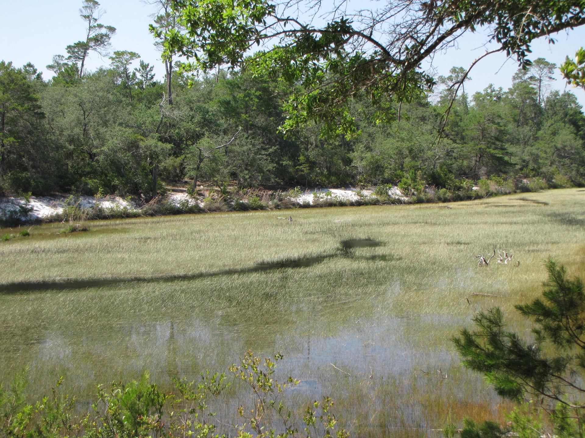 A sunny view of a marshy inlet with sandy banks and dense trees.