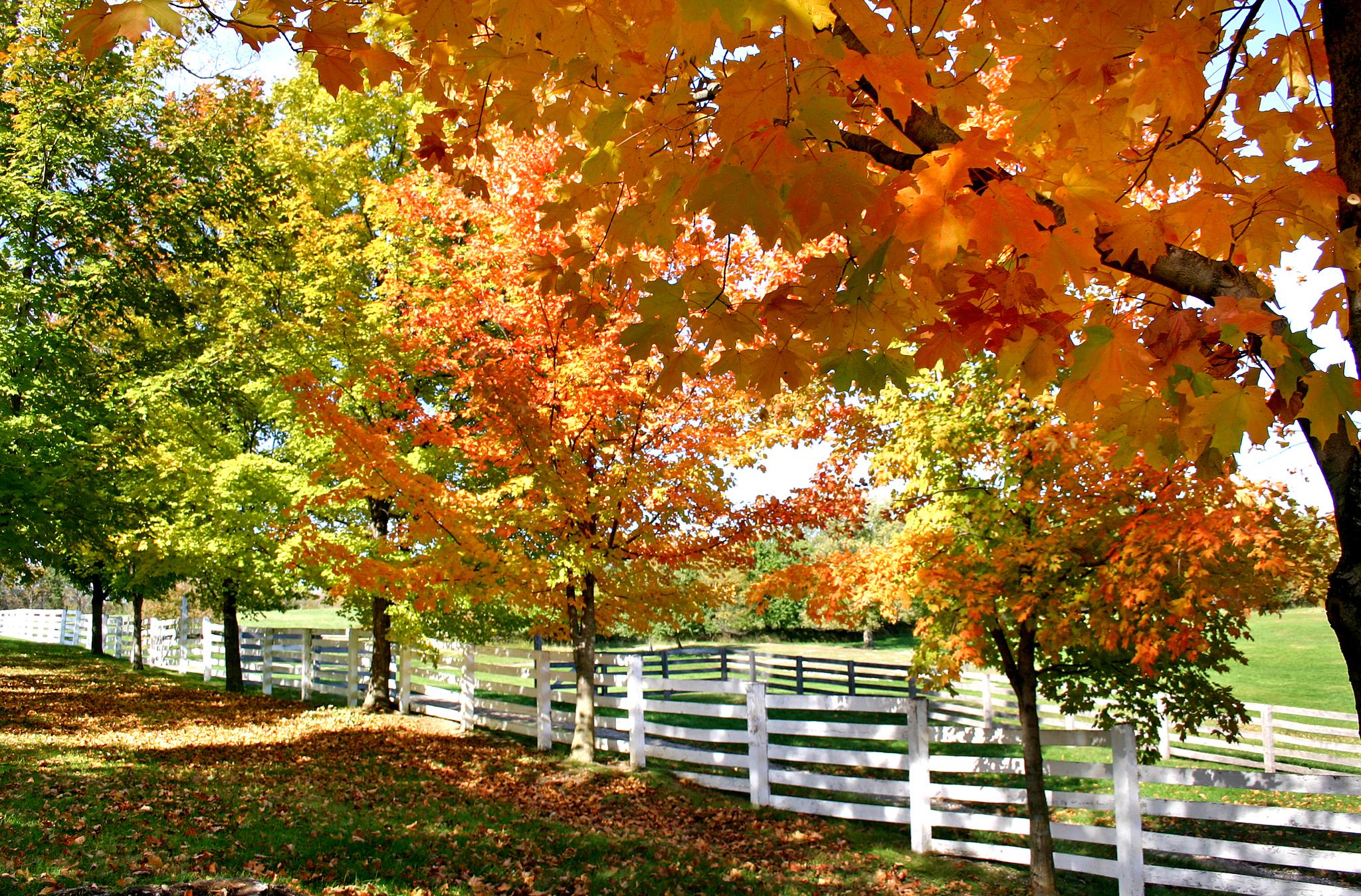 Bright autumn trees with colorful leaves line a white fence.