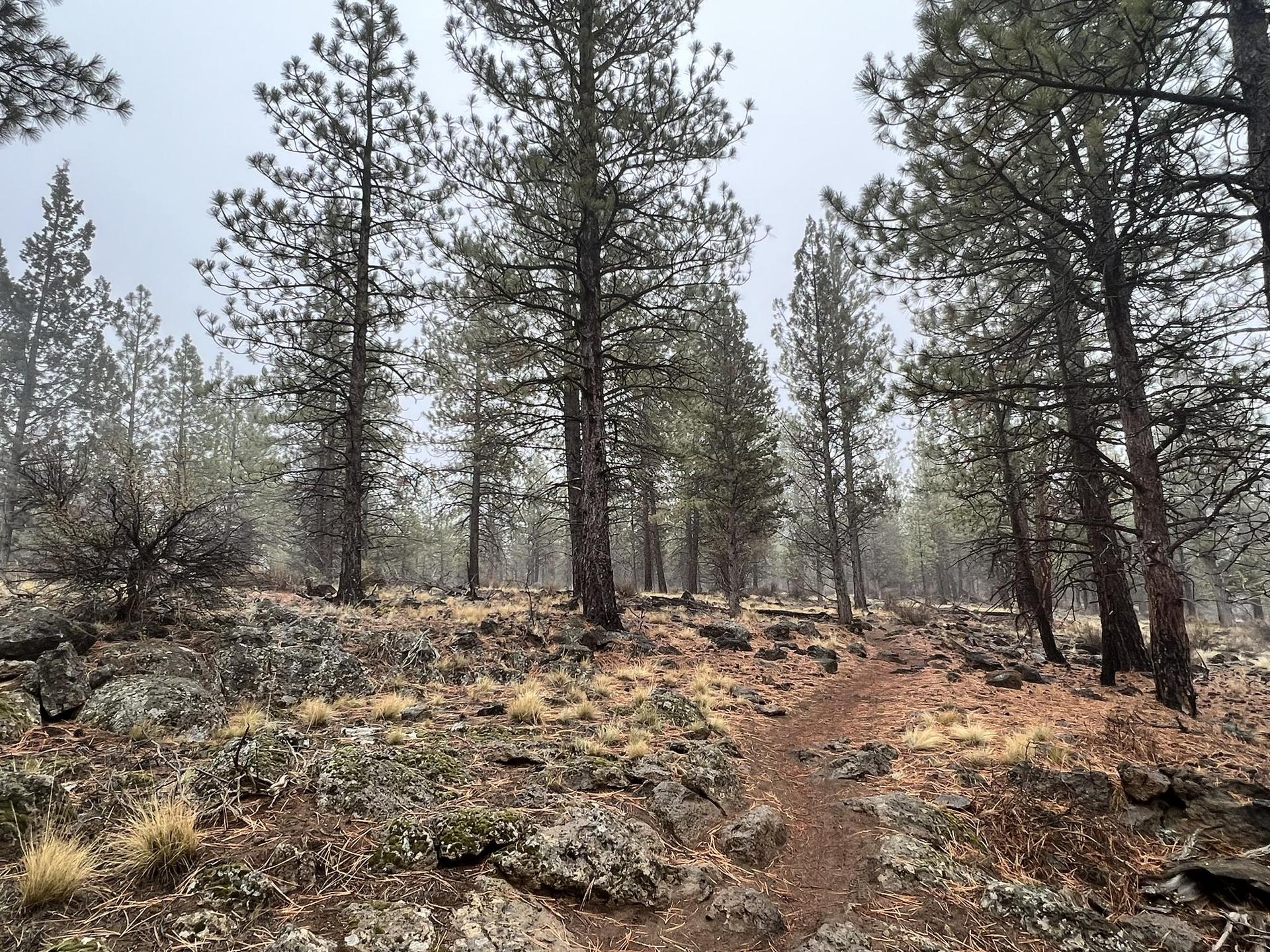 Dirt path through a dense pine forest with rocky ground on an overcast day.