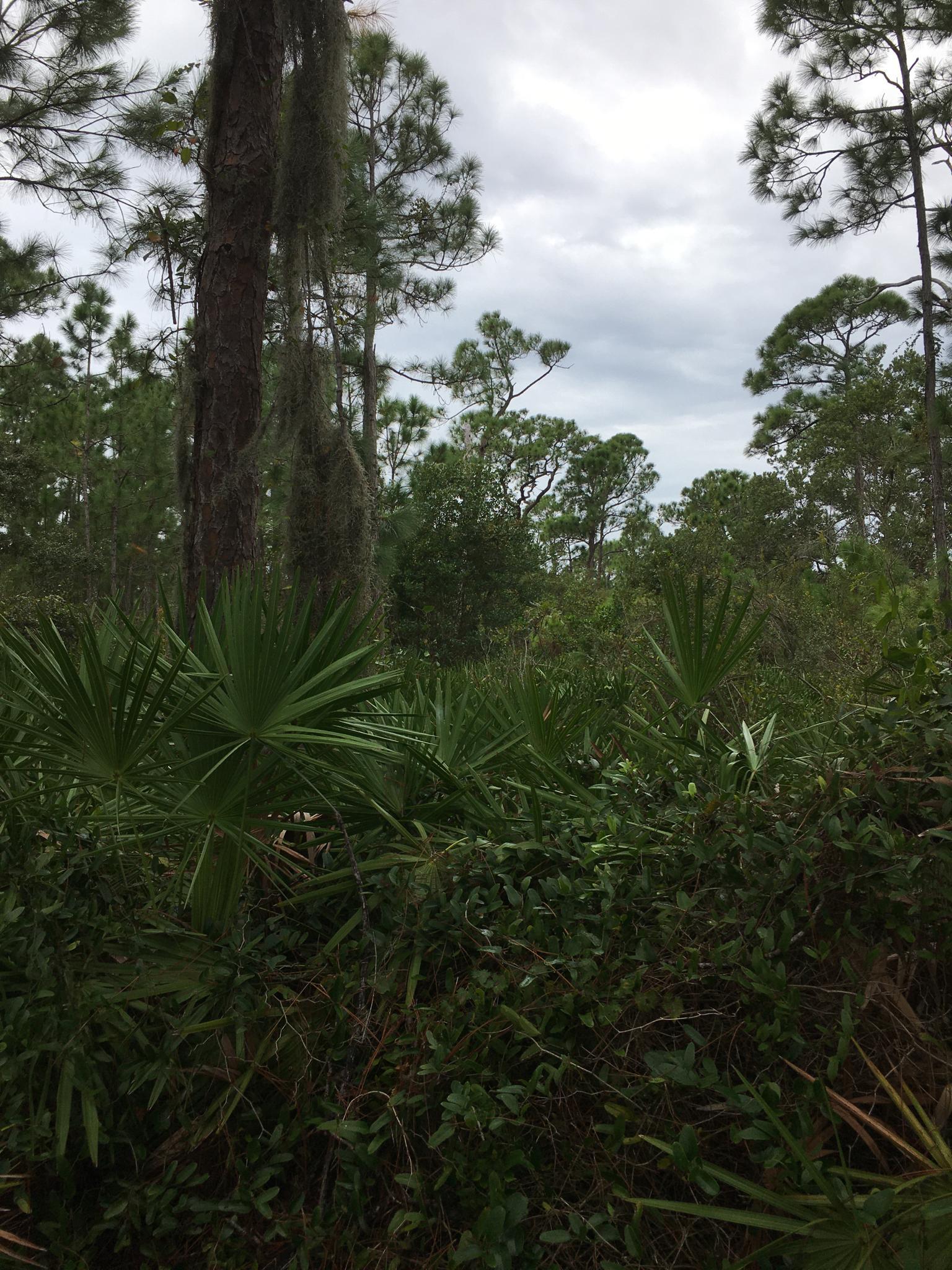 Dense green forest with tall pines, Spanish moss, and a cloudy sky.