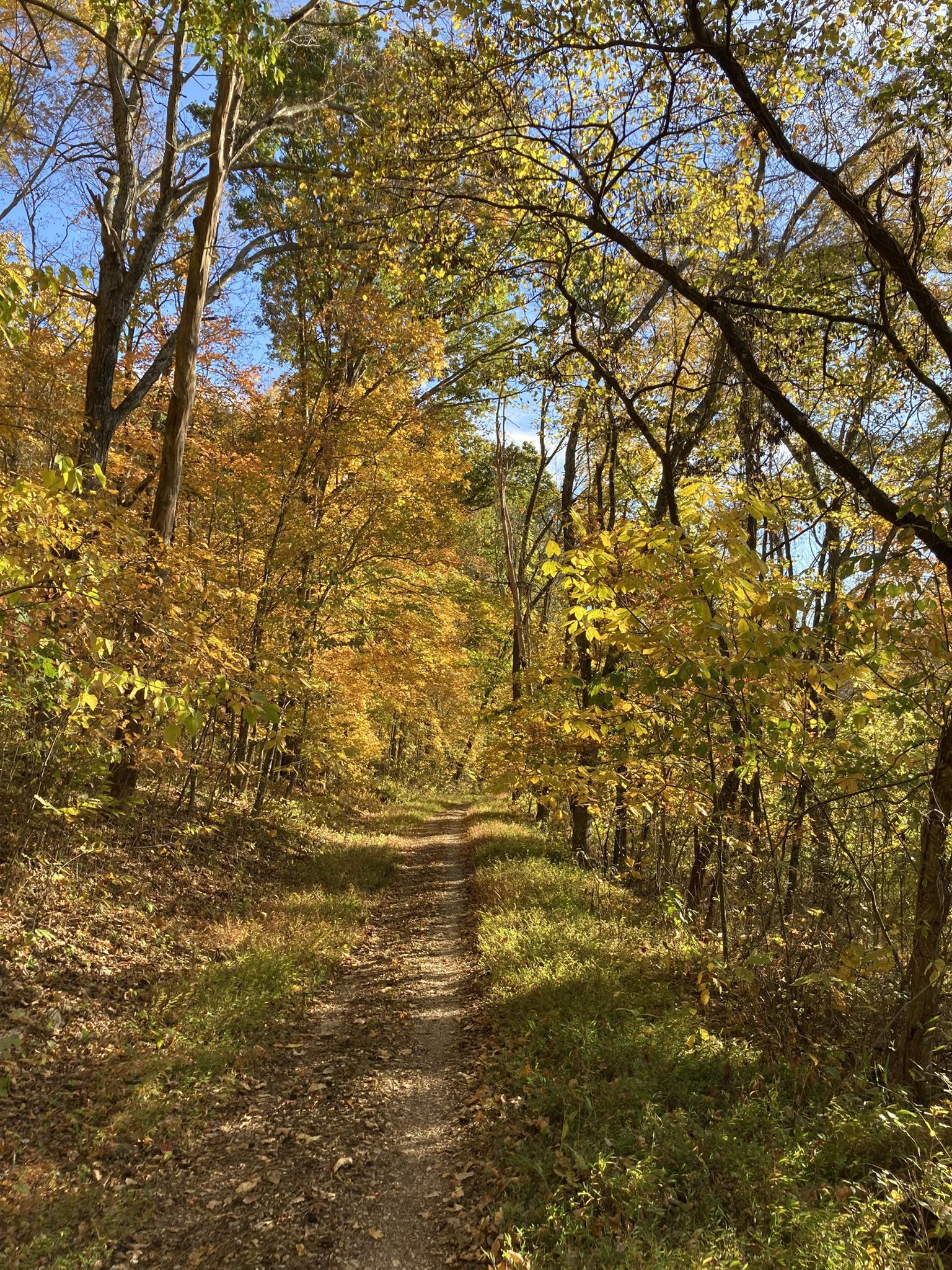 Dirt path through a sunlit autumn forest with yellow and orange leaves.