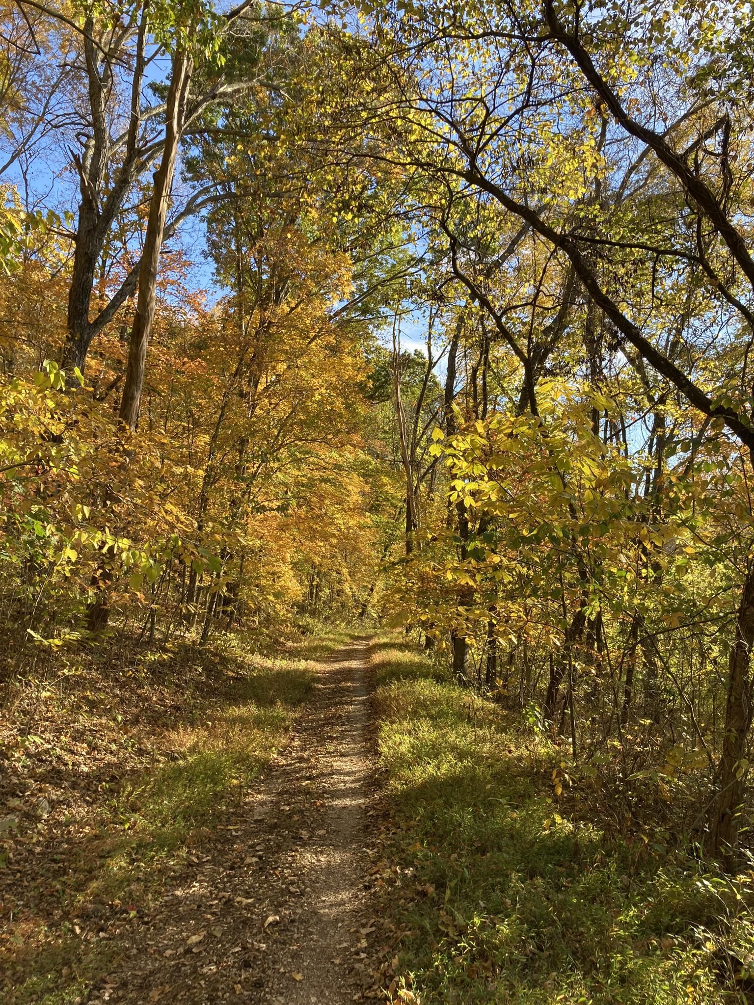 Dirt path through a sunlit autumn forest with yellow and orange leaves. - Lost Valley Trail – Lost Valley Trail loop from Lost Valley Trail Parking