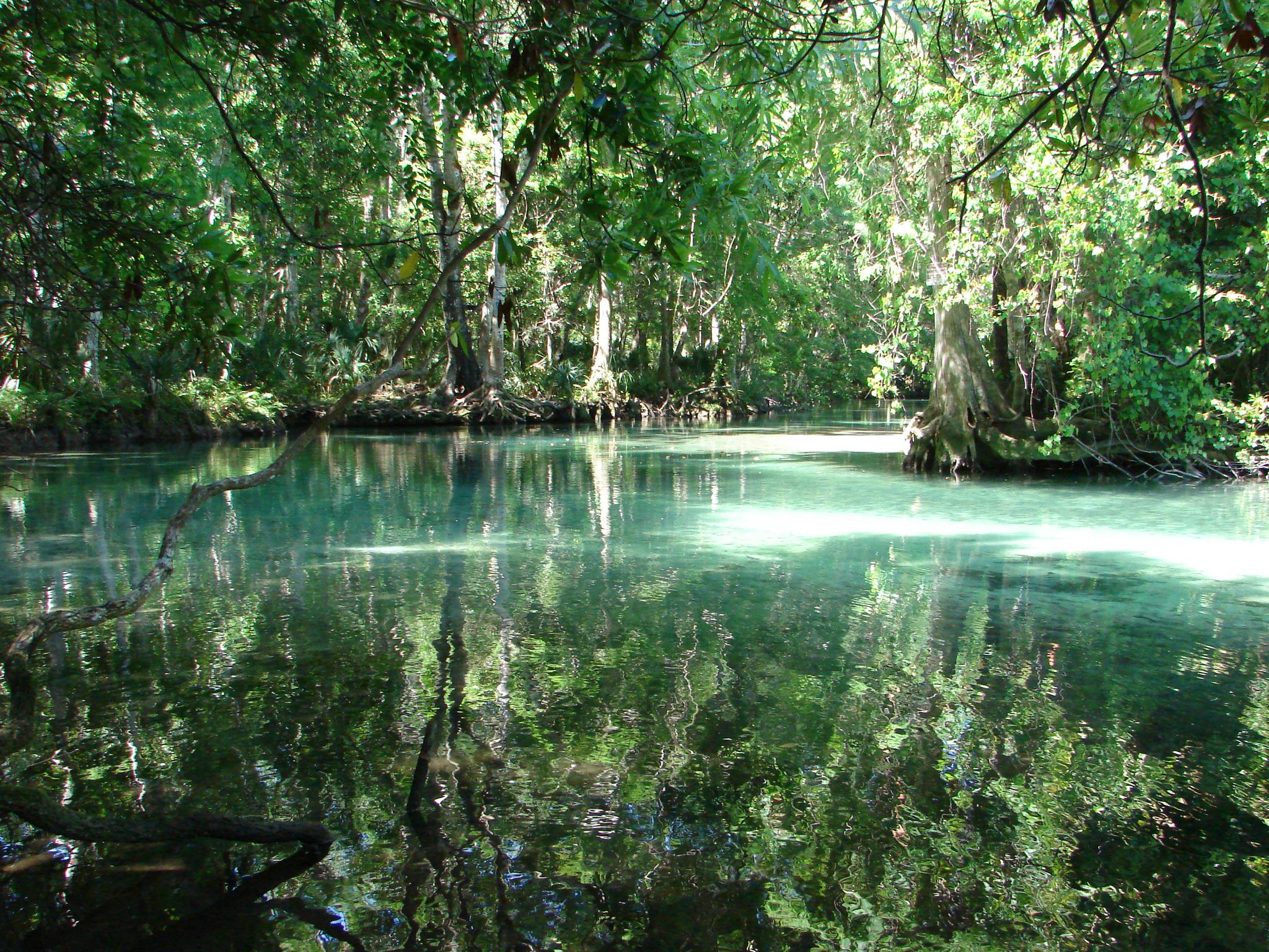 Clear green river flowing through a dense, sunlit forest.