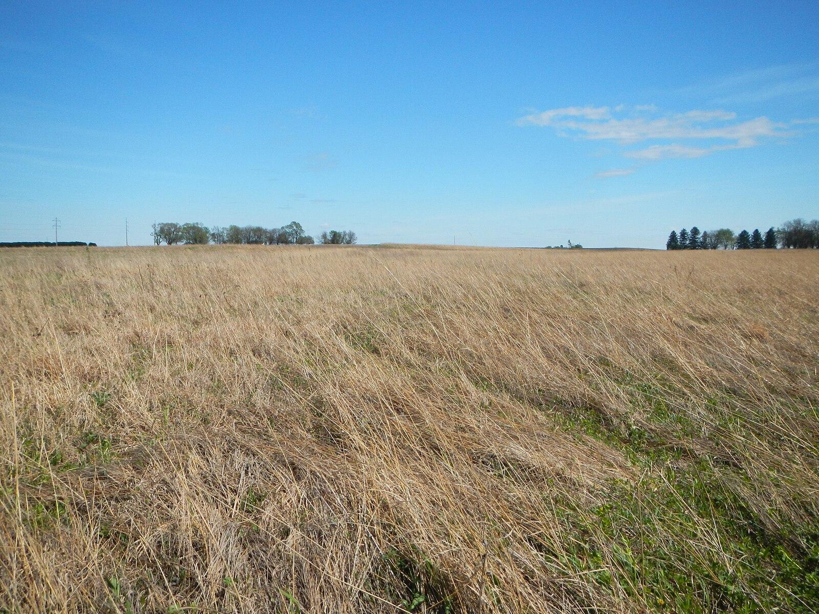 Expansive field of dry, golden grass under a clear blue sky.