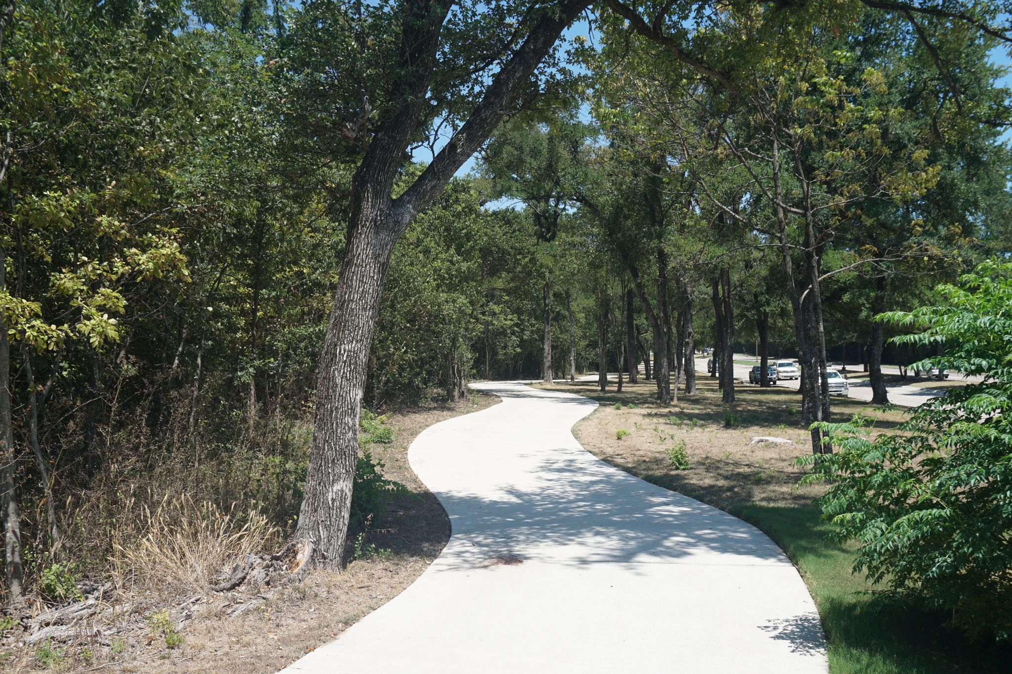 A winding paved path through a sunny, tree-lined landscape. - University and Renner Trails Loop