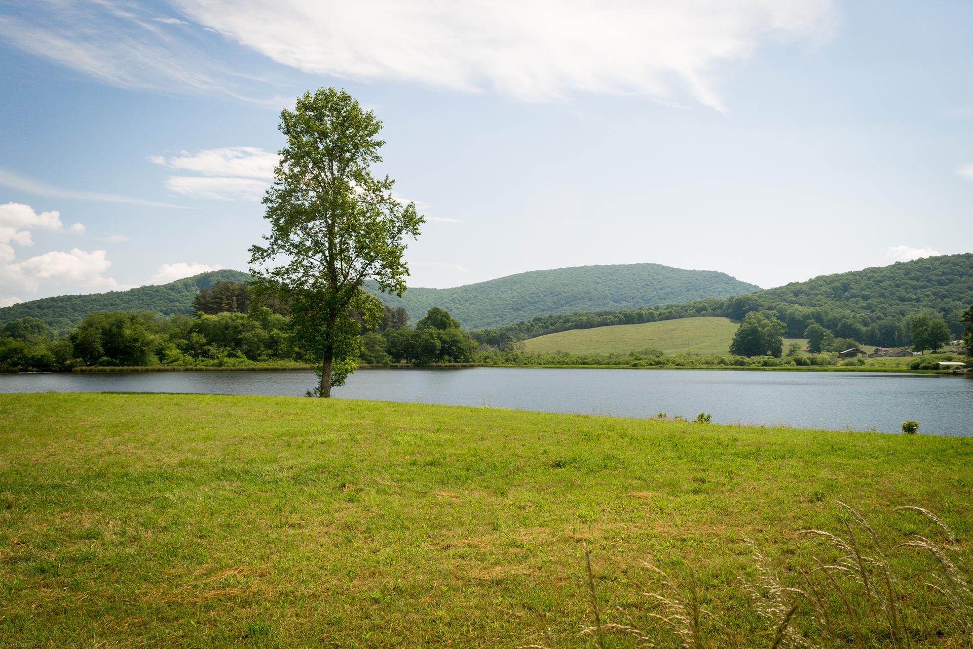 A single tree stands by a calm lake with green hills under a sunny sky.